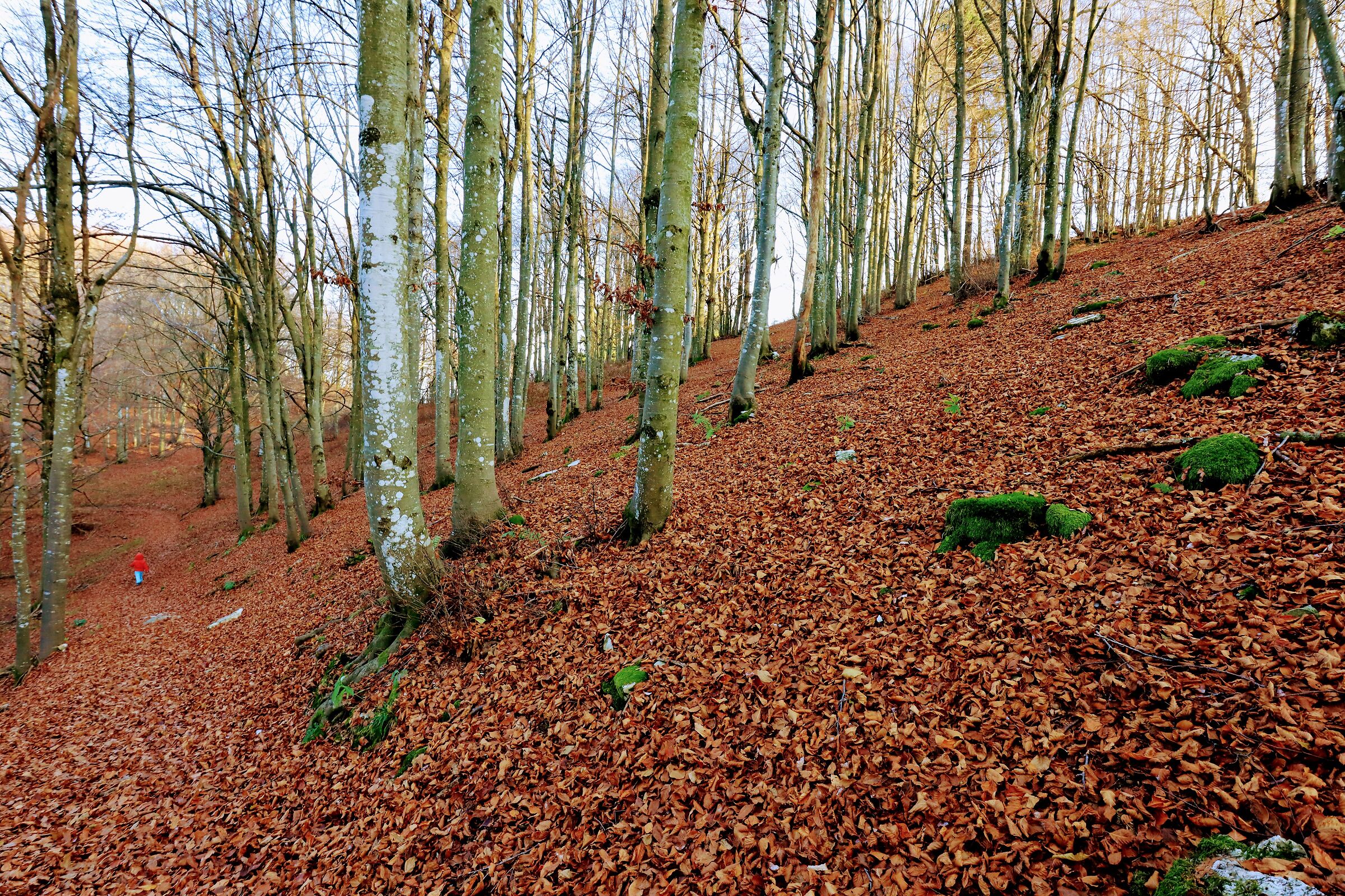 Faggeta e Cappuccetto Rosso che va.....