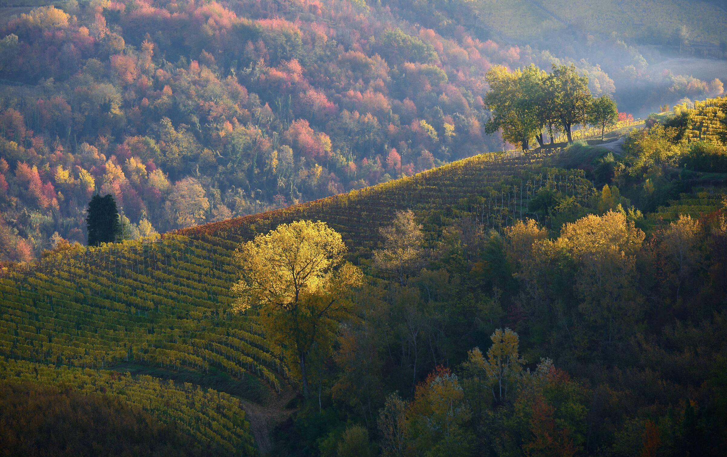 Benvenuto sole su boschi e vigne