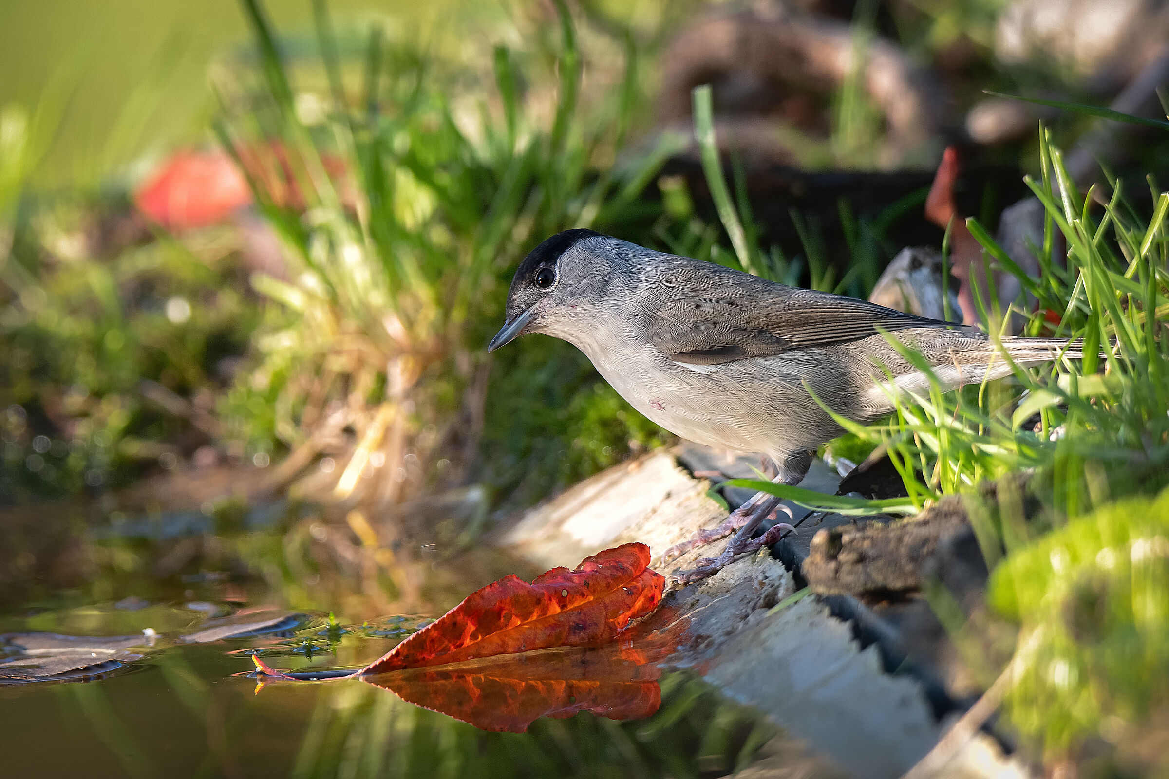 Blackcap