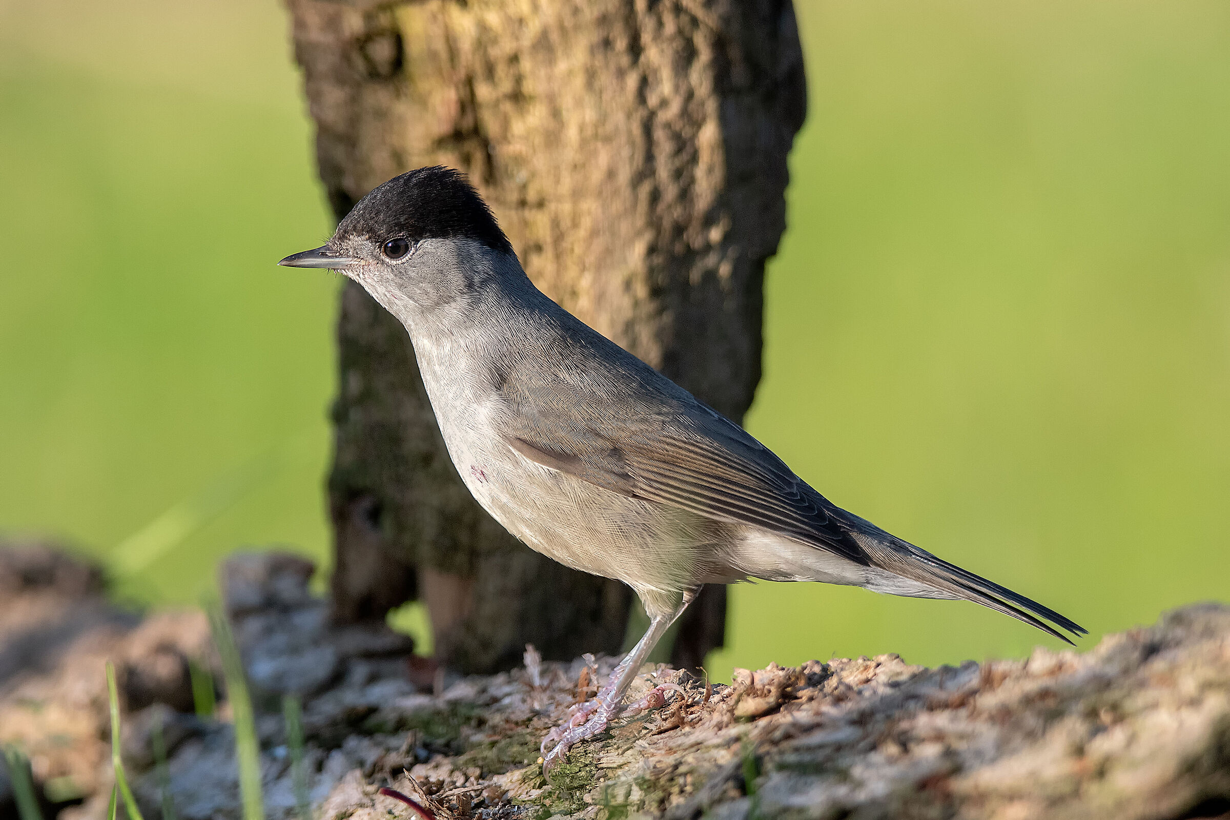 Blackcap
