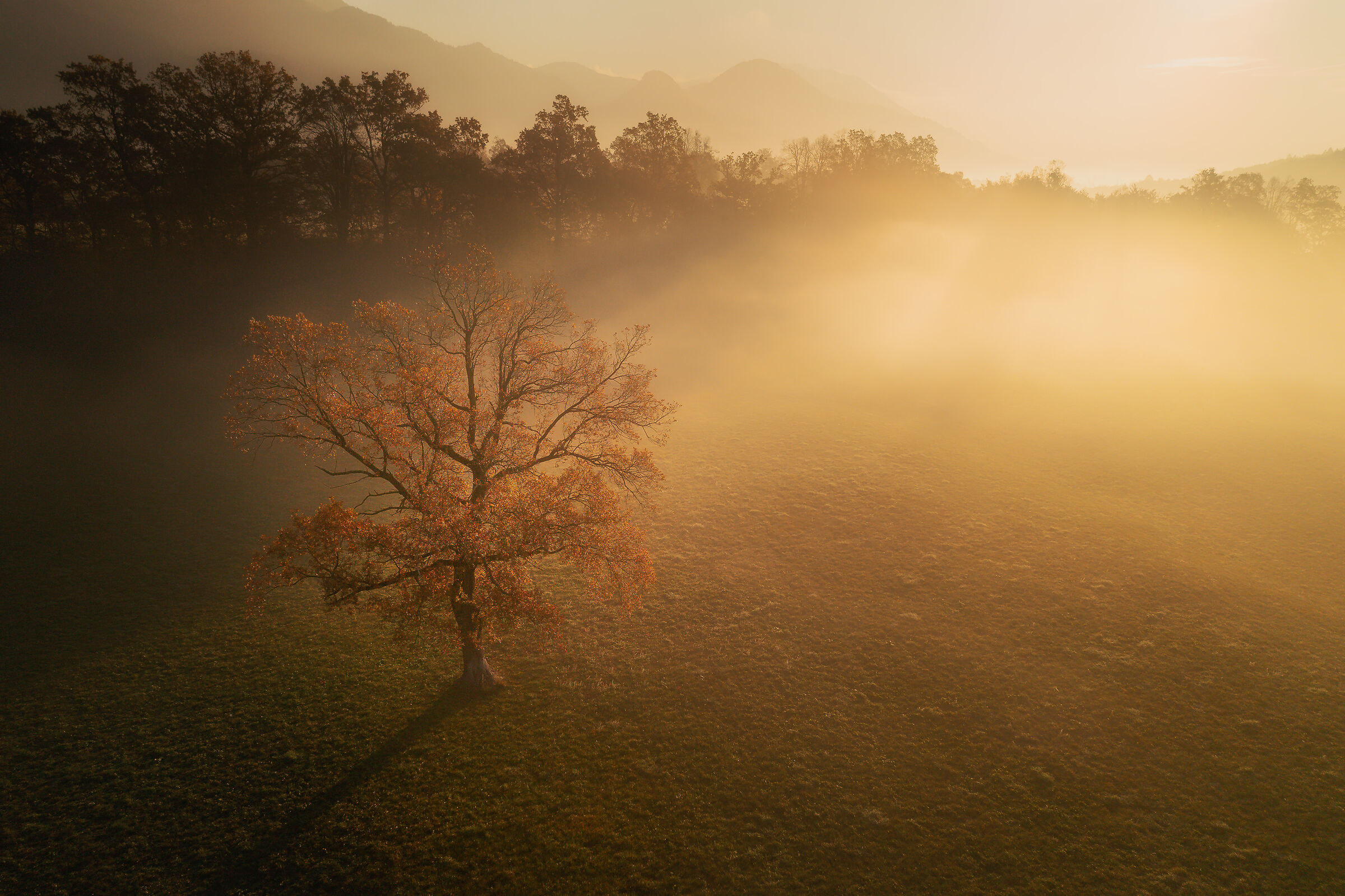 Un albero solitario