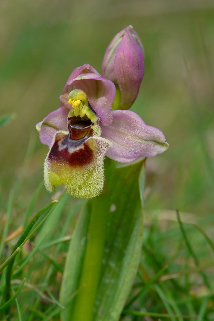 Ophrys tenthredinifera