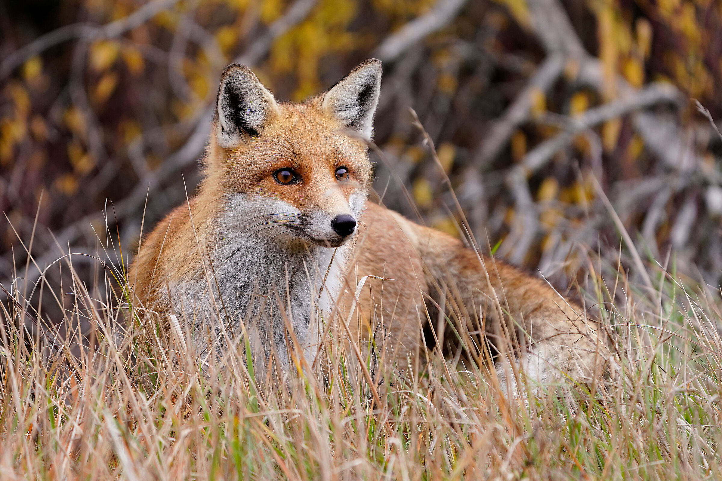 Red fox