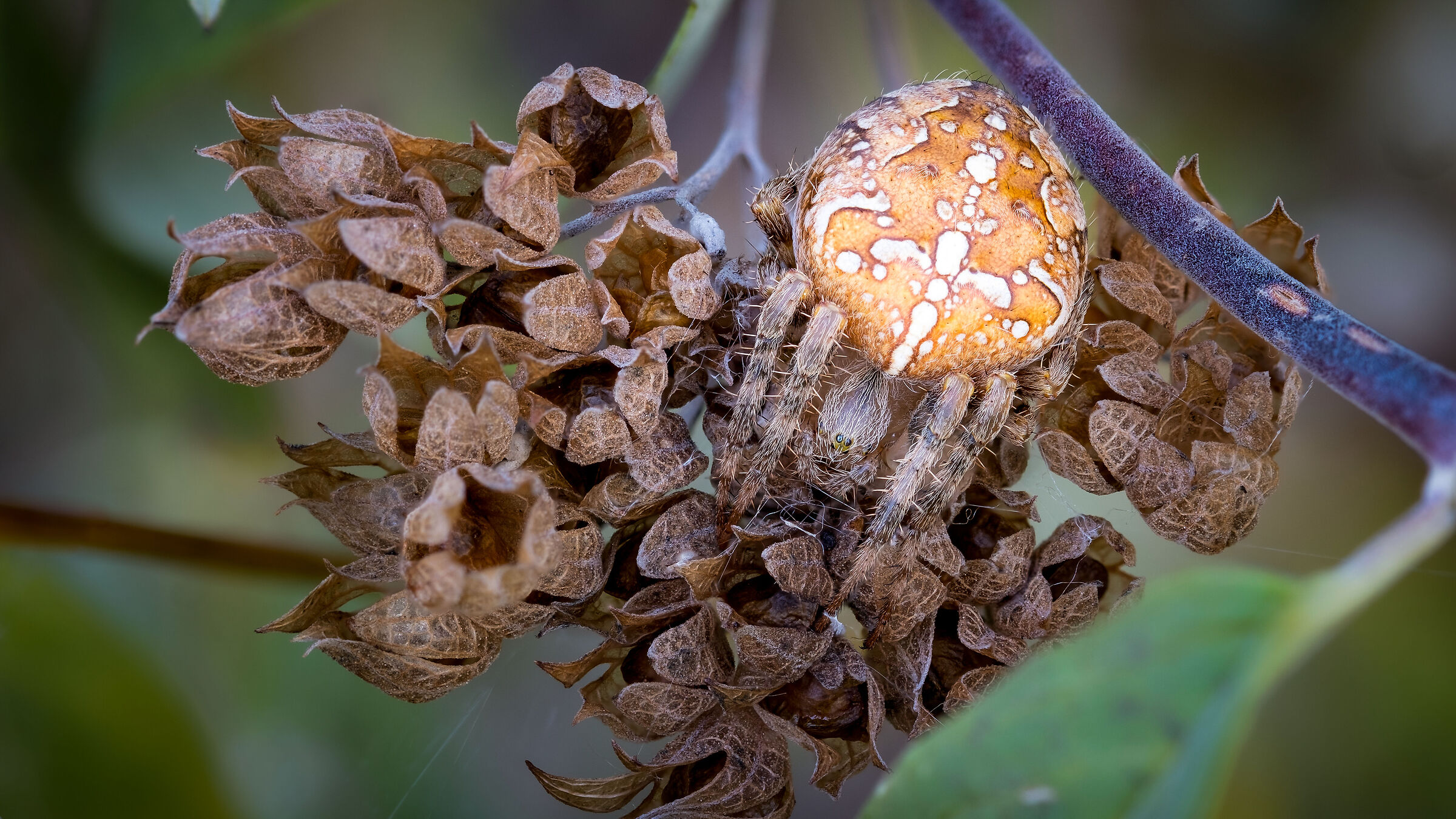 Araneus Diadematus