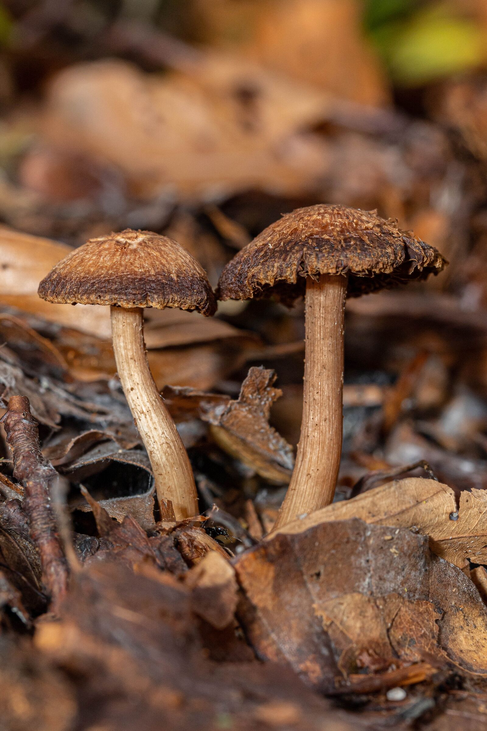 Pair of mushrooms