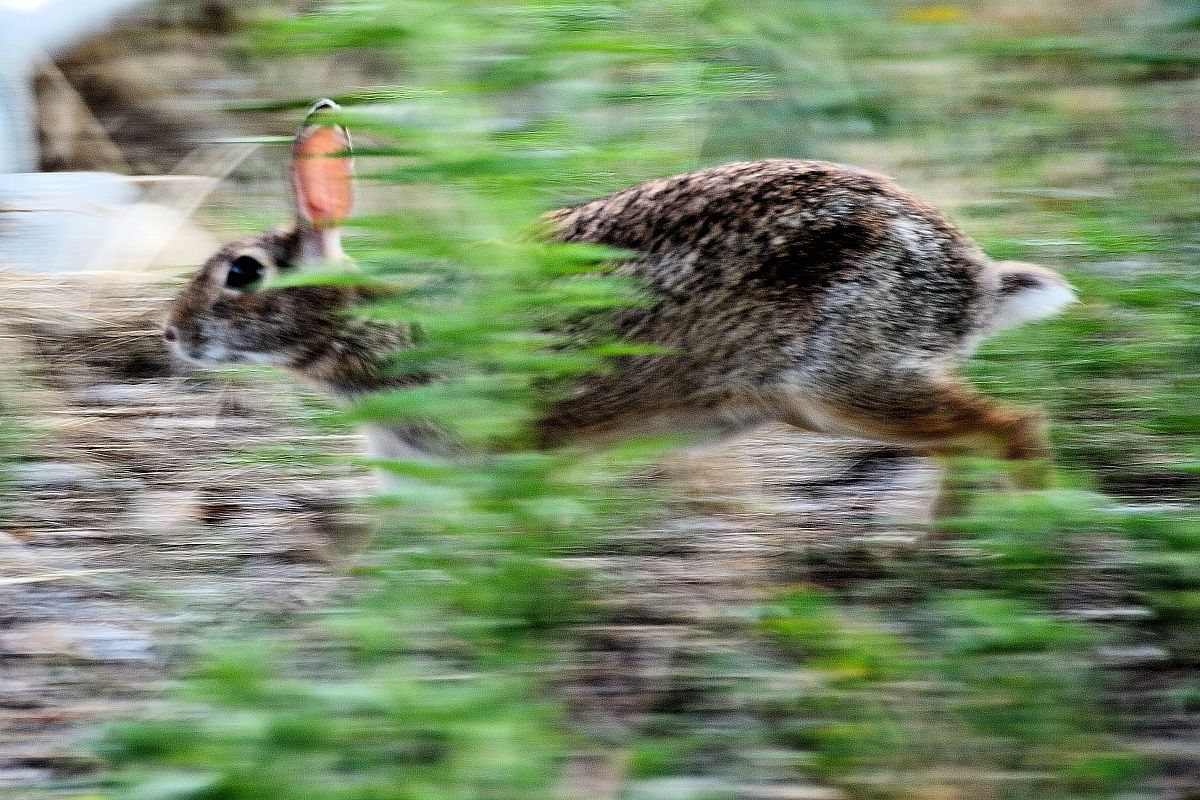 Leveret