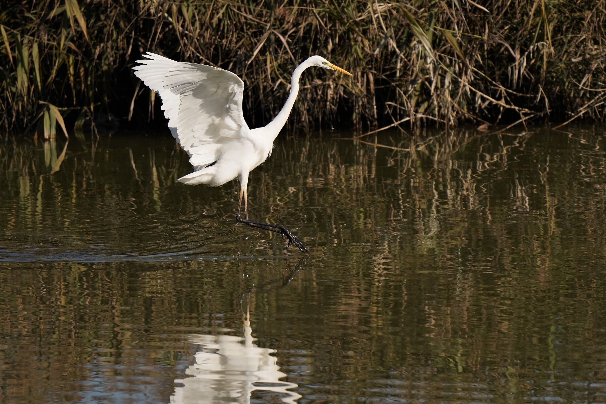 GREAT WHITE HERON (ardea alba)