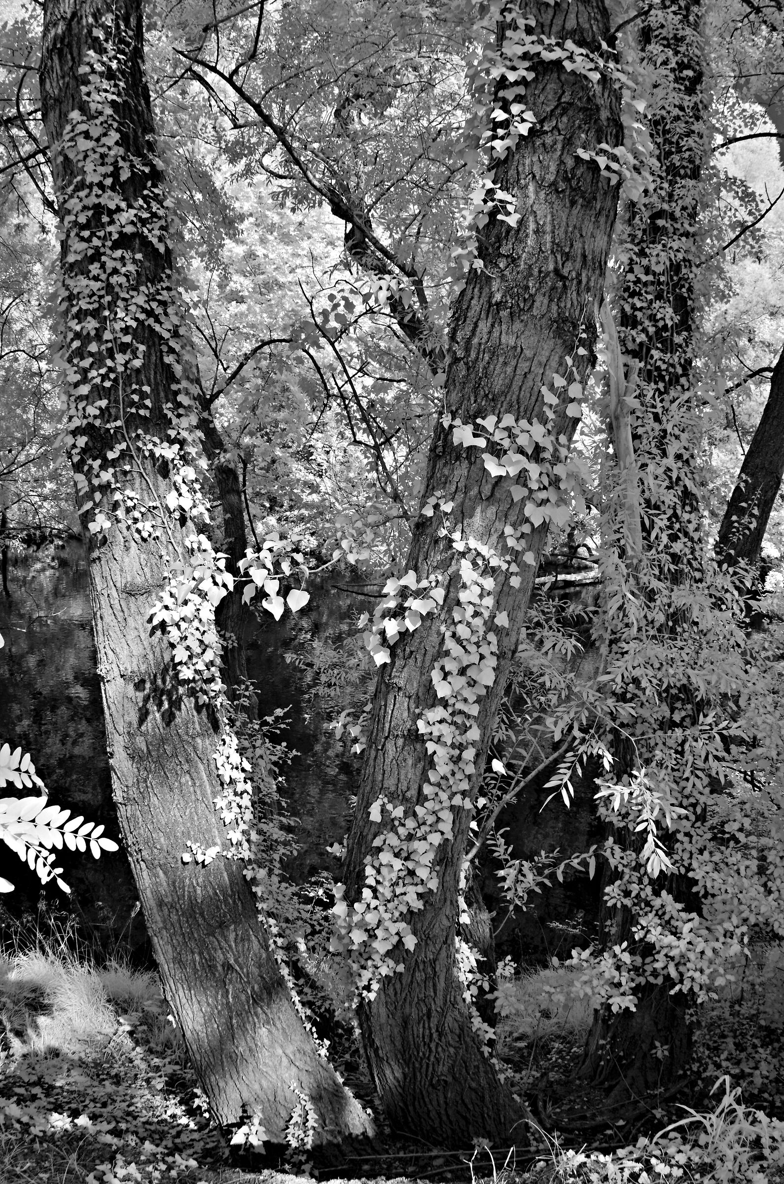 Fiume Chiese infrared II