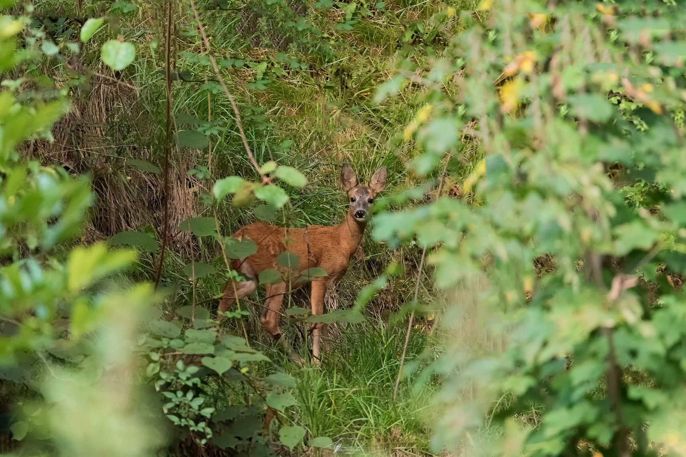 Capriolo (Caproleus Caproleus - L.)