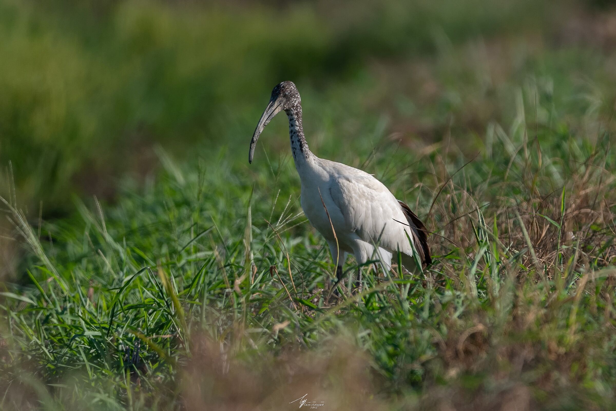 Giovane Ibis Sacro Africano (Threskiornis Aethiopicus)
