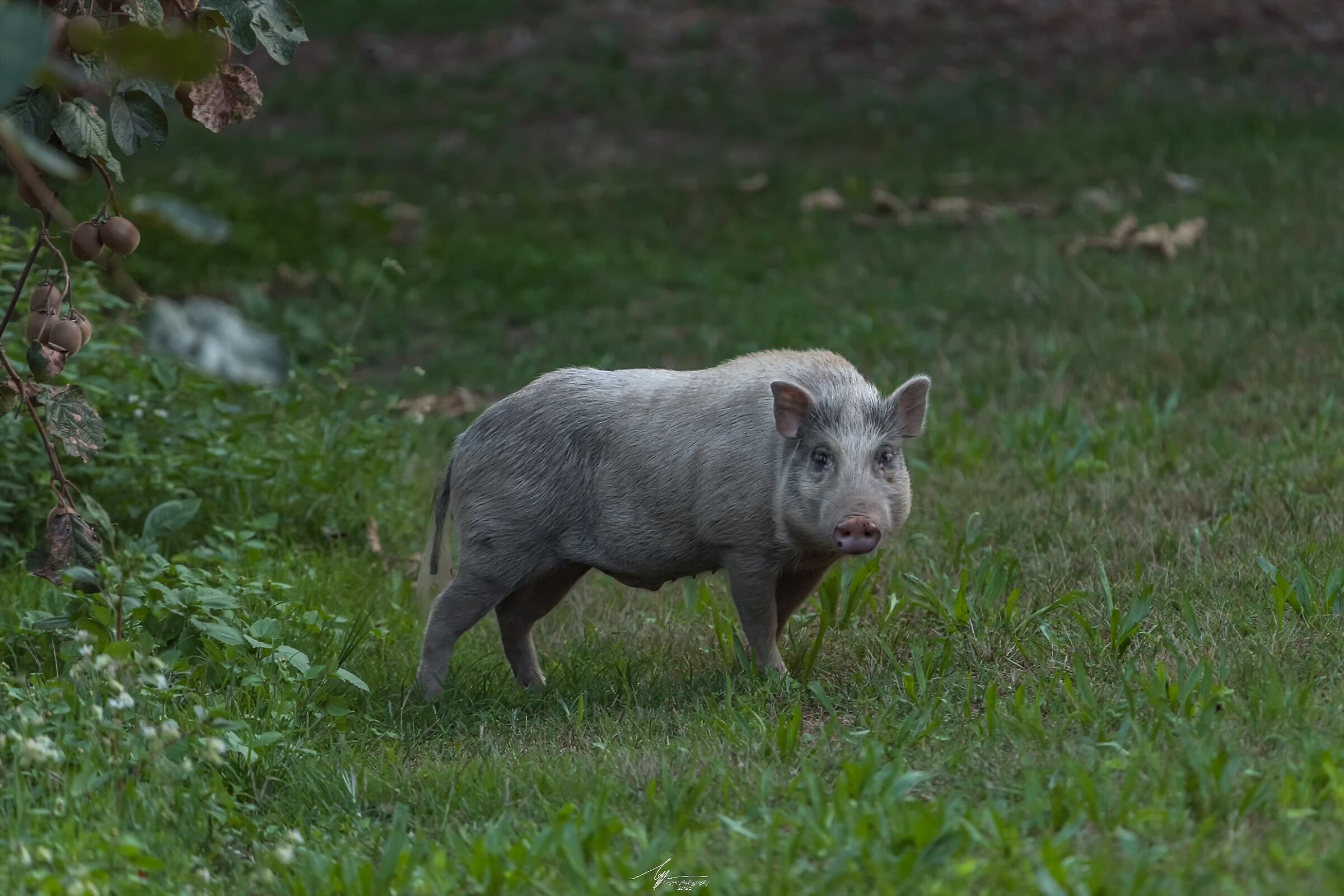 Incrocio selvatico tra un maiale ed un cinghiale