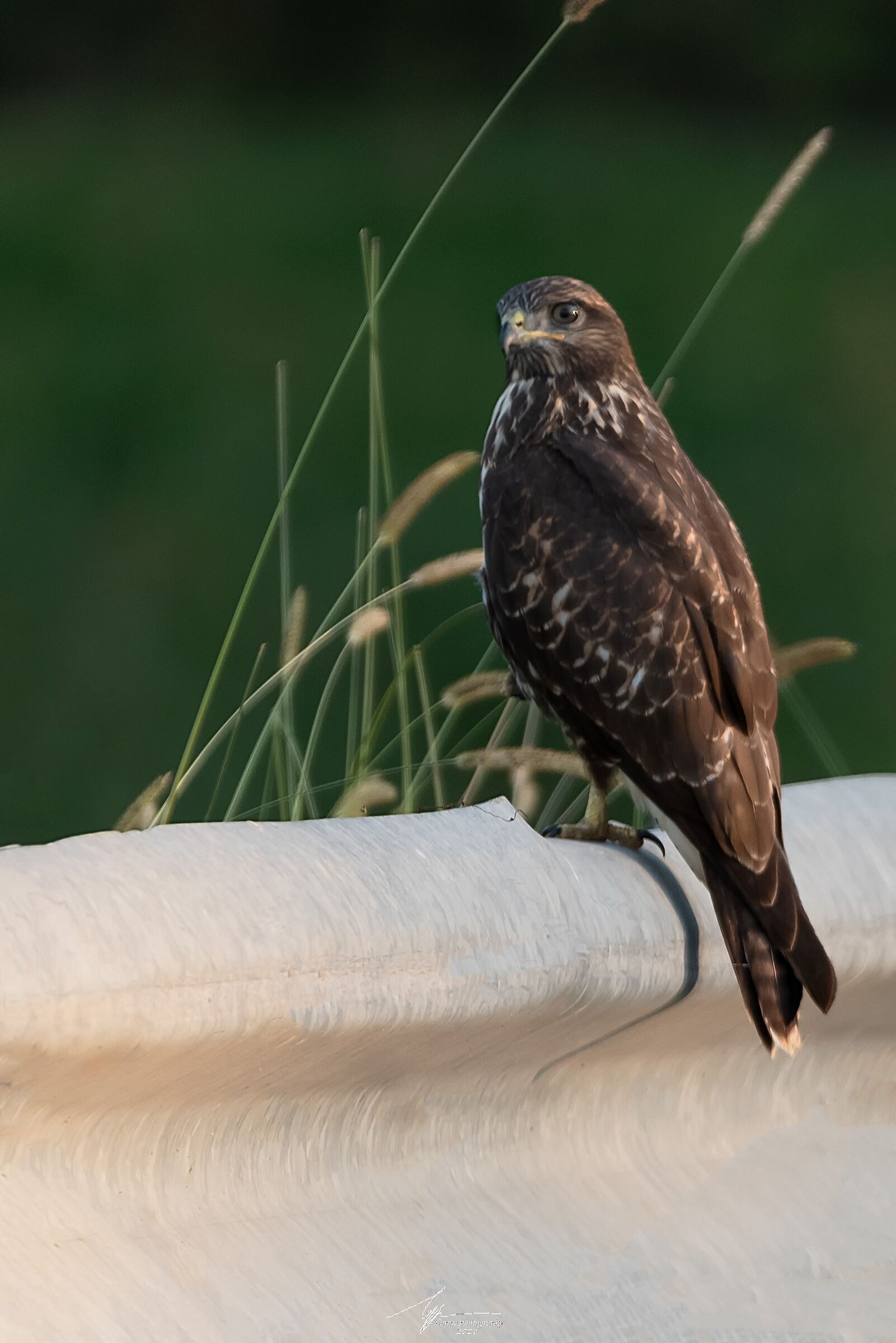 Poiana comune (Buteo Buteo - L.)