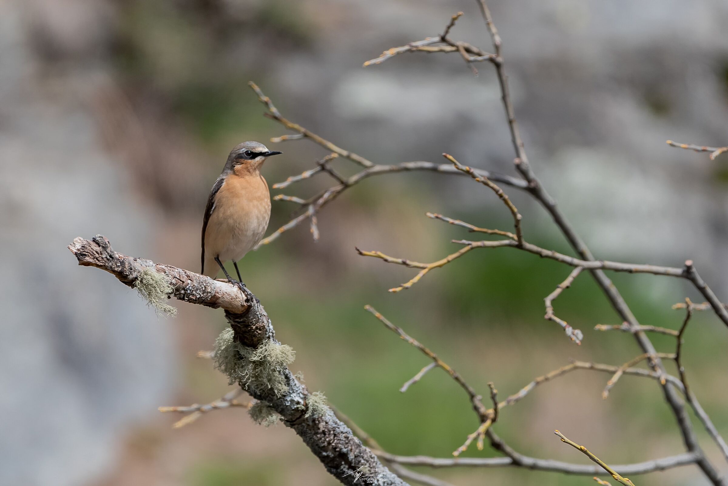 Culbianco (Oenanthe Oenanthe - L.)