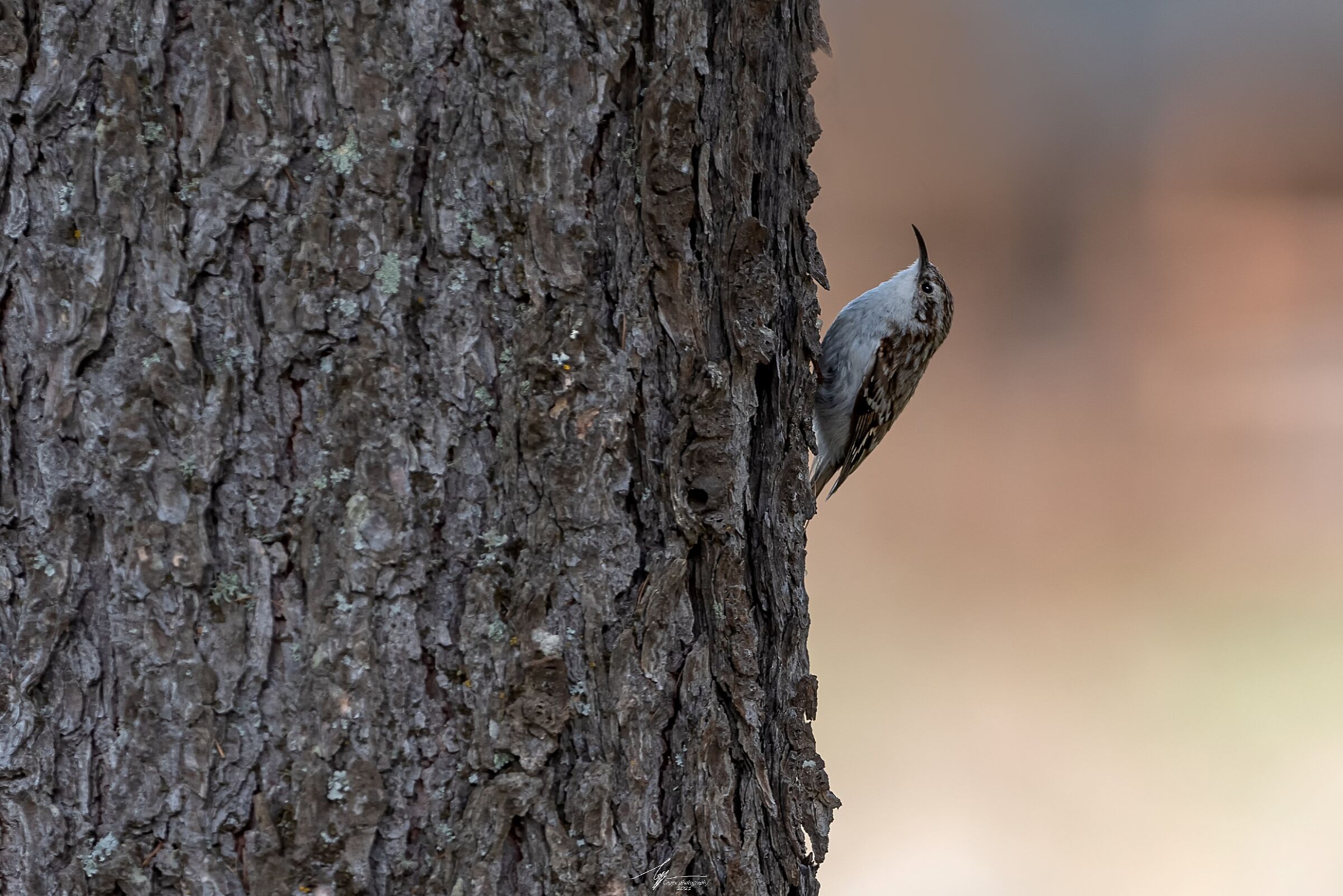 Rampichino Alpestre (Certhia Familiaris - L.)