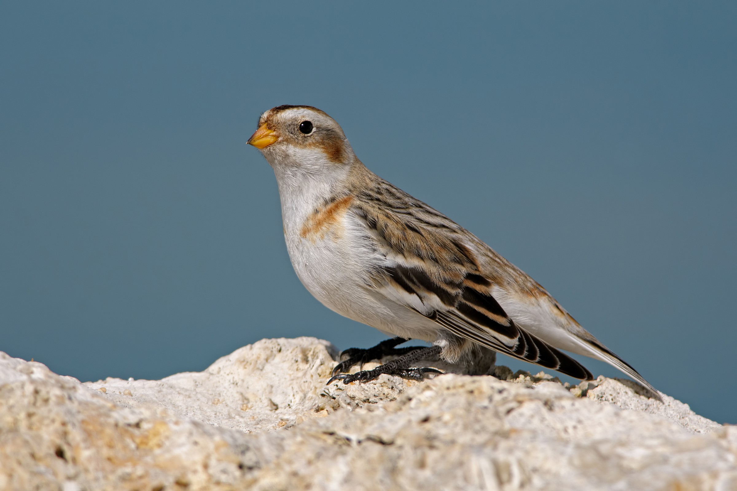 Snow Bunting (Plectrophenax nivalis)