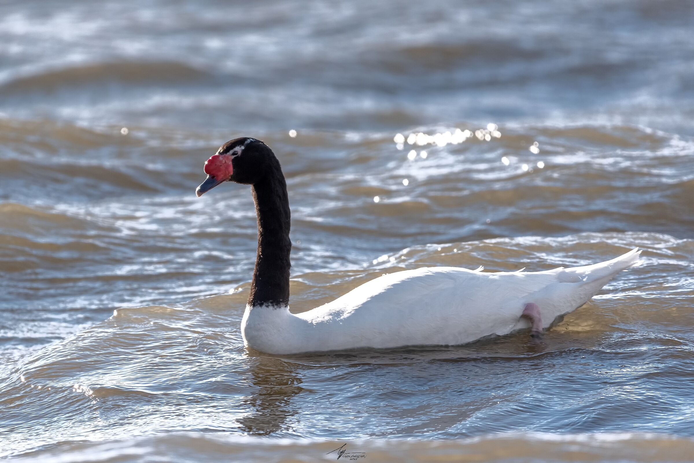 Cigno dal collo nero (Cignus Melancoryphus - M.)