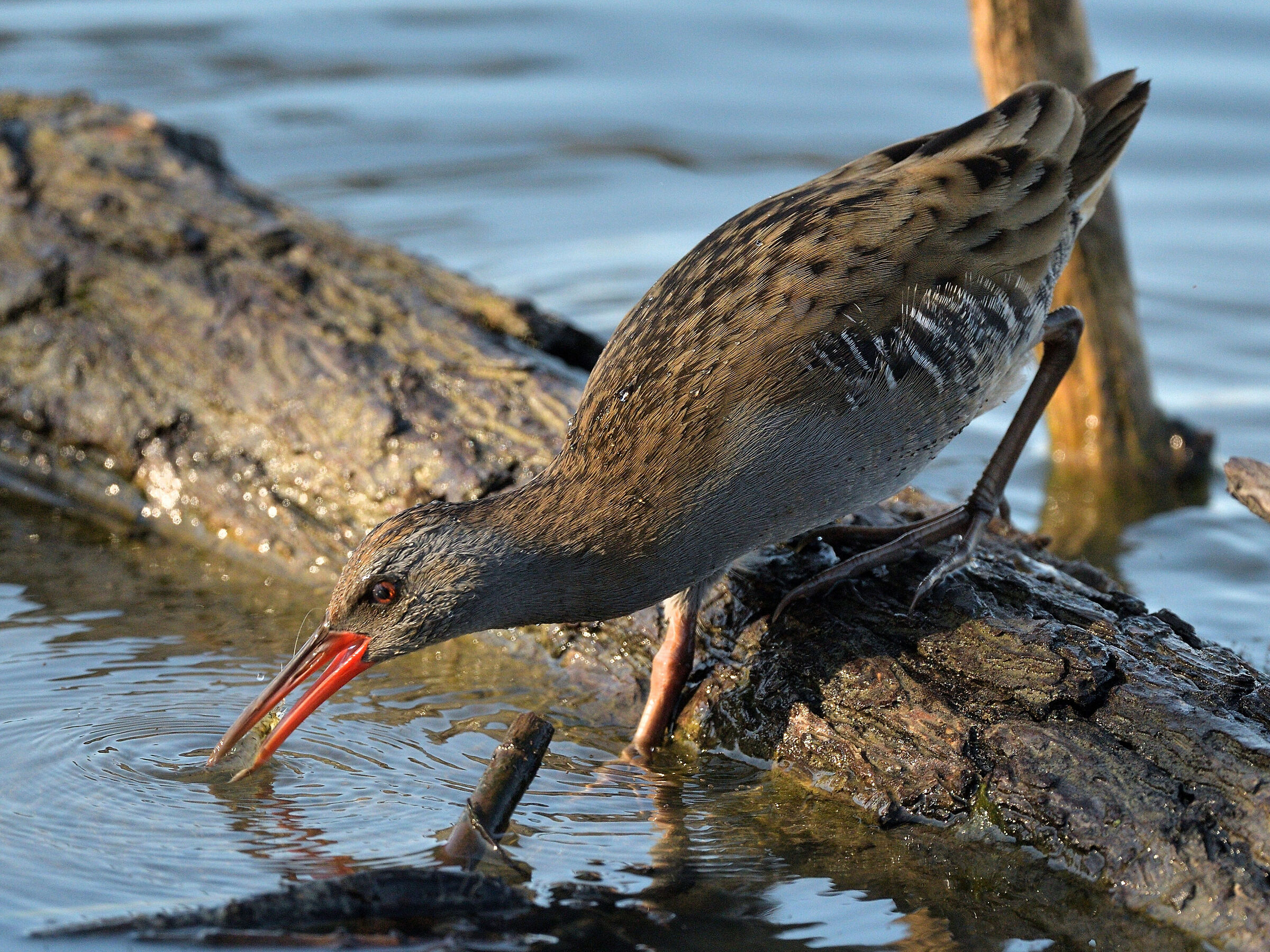 Porciglione a caccia di Gamberetti