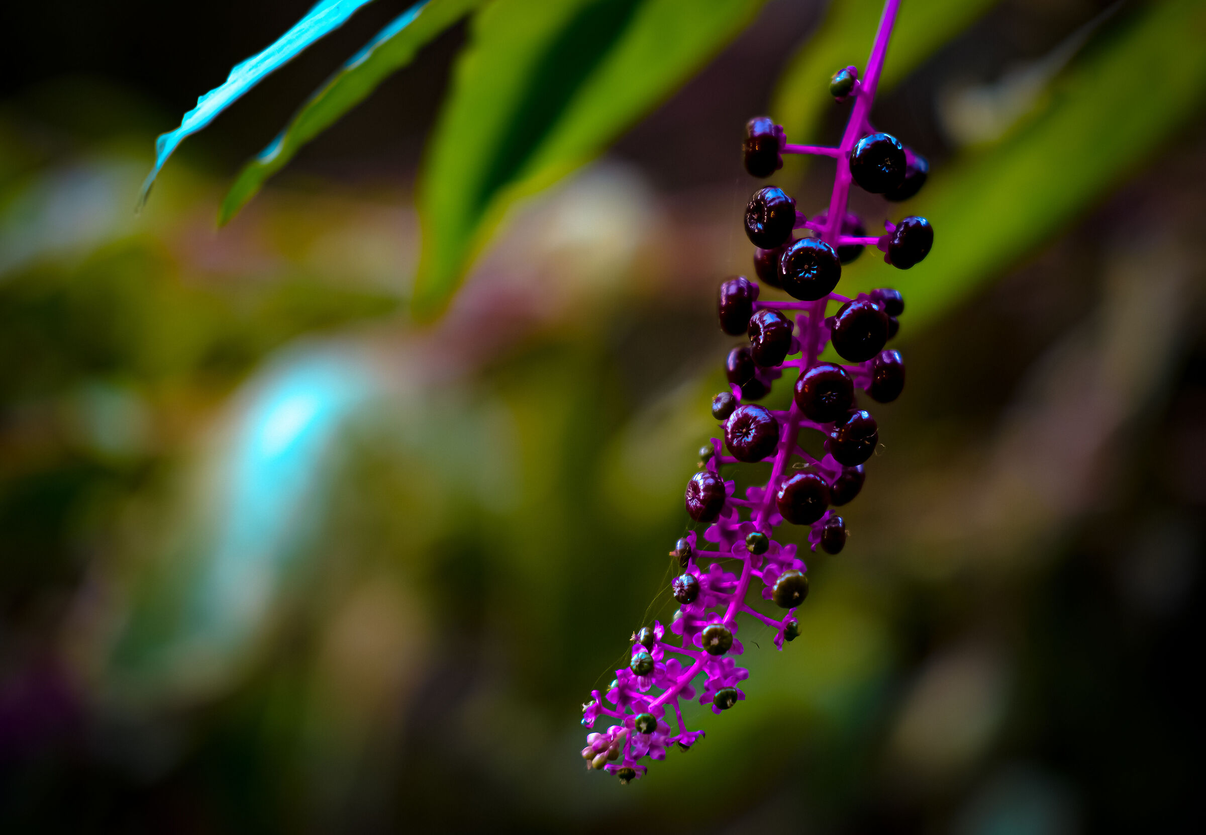 Alien berries