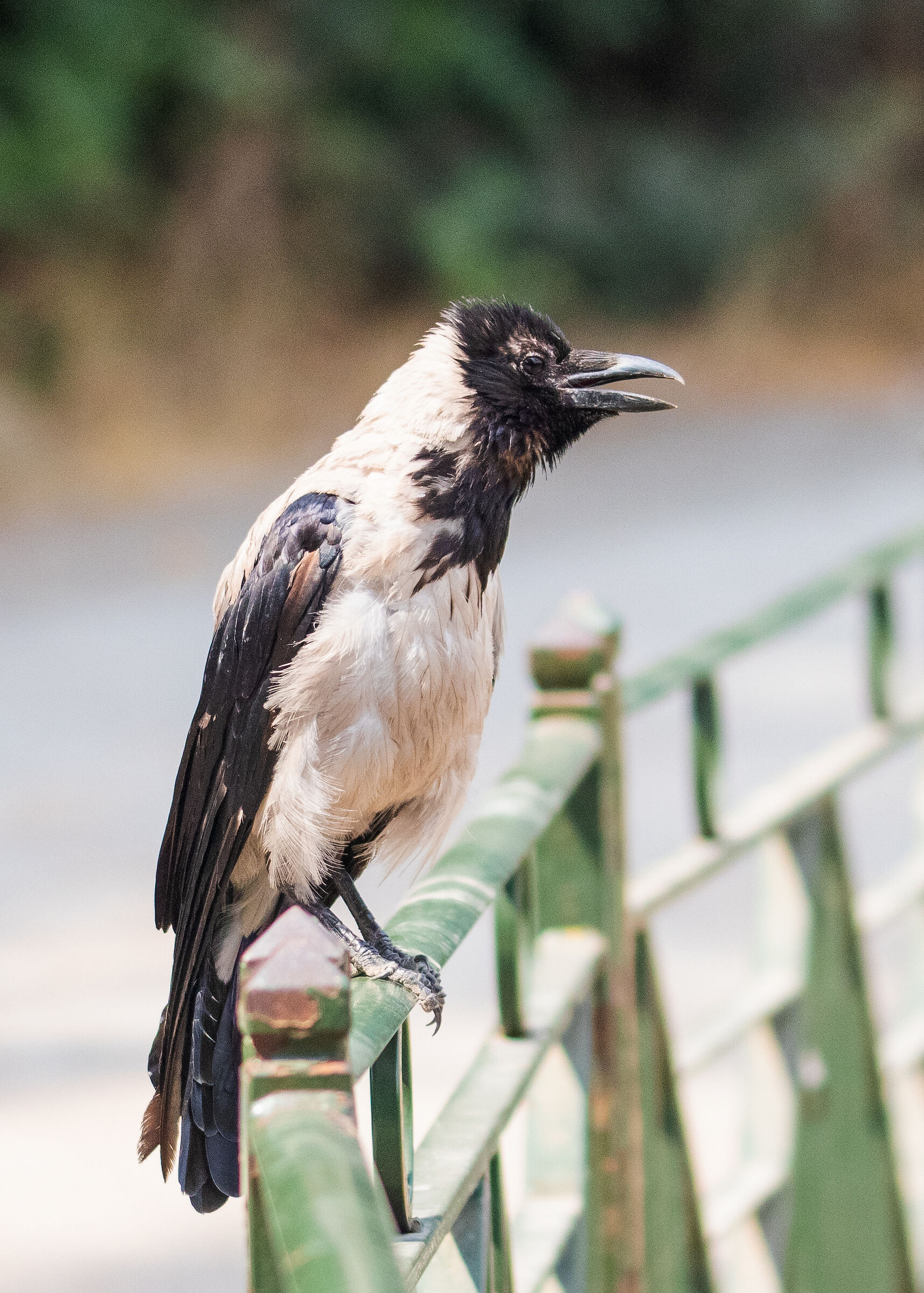 Come sono incavolata...!