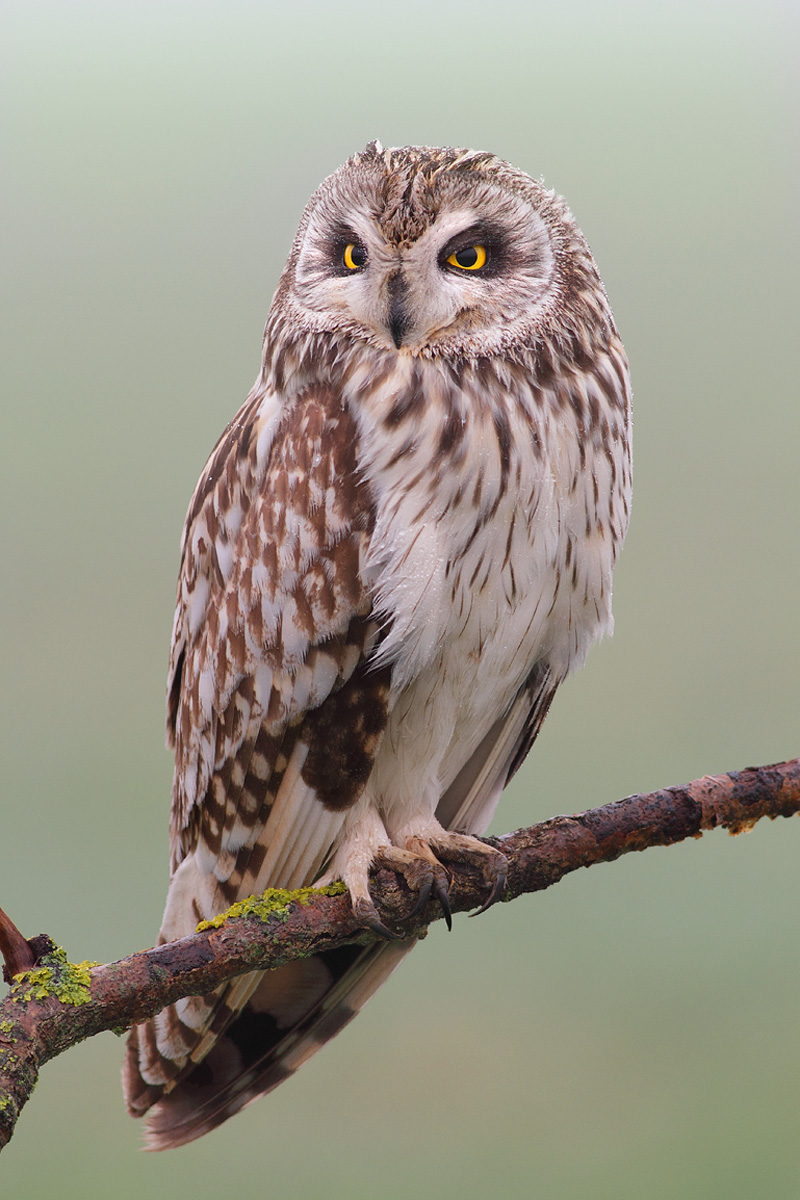 Un classico sotto la pioggia