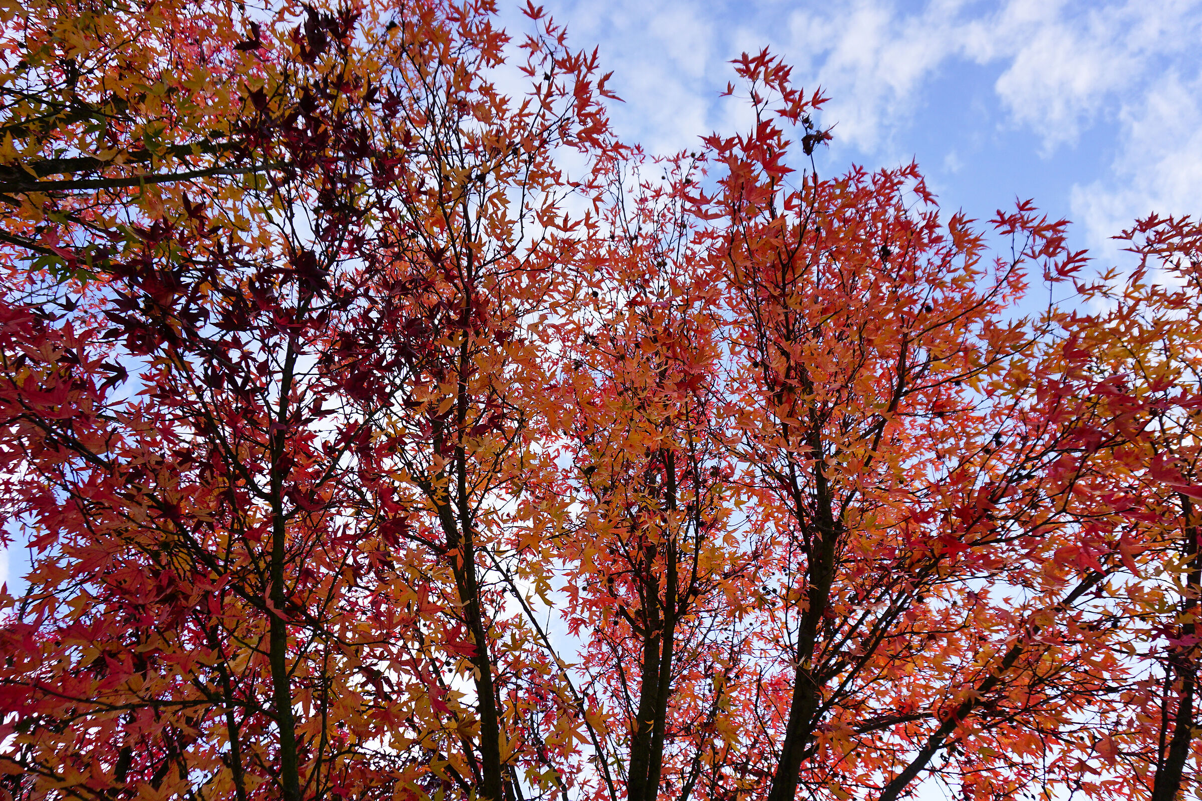 Foliage