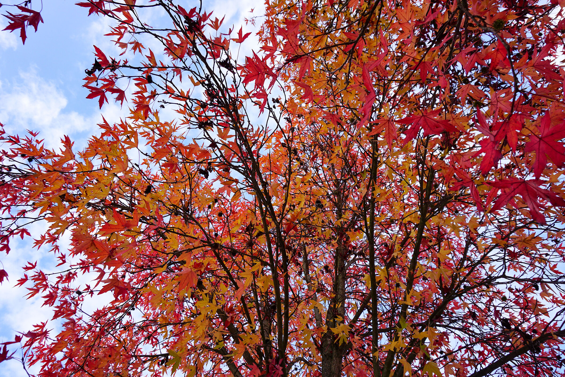 Foliage