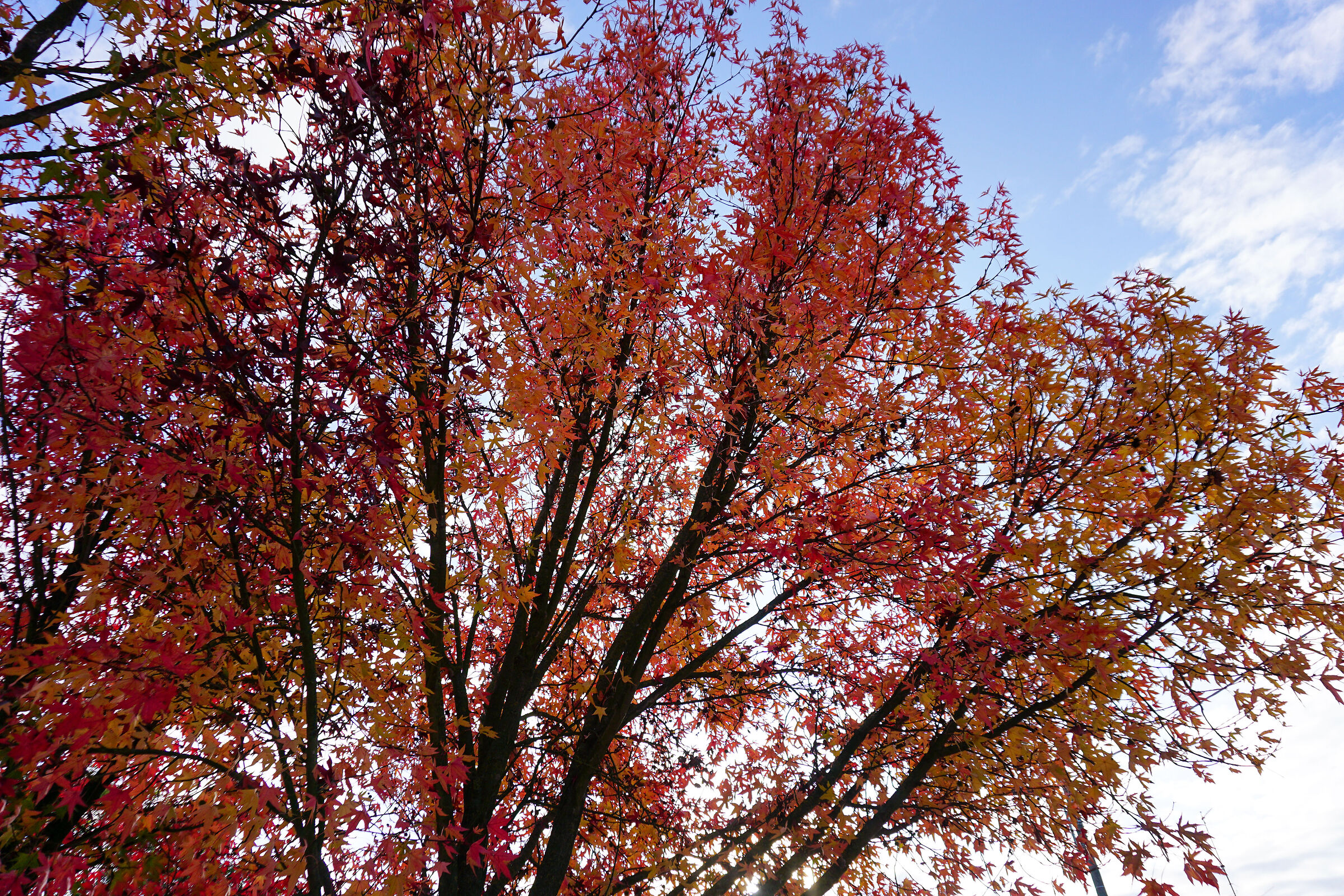 Foliage