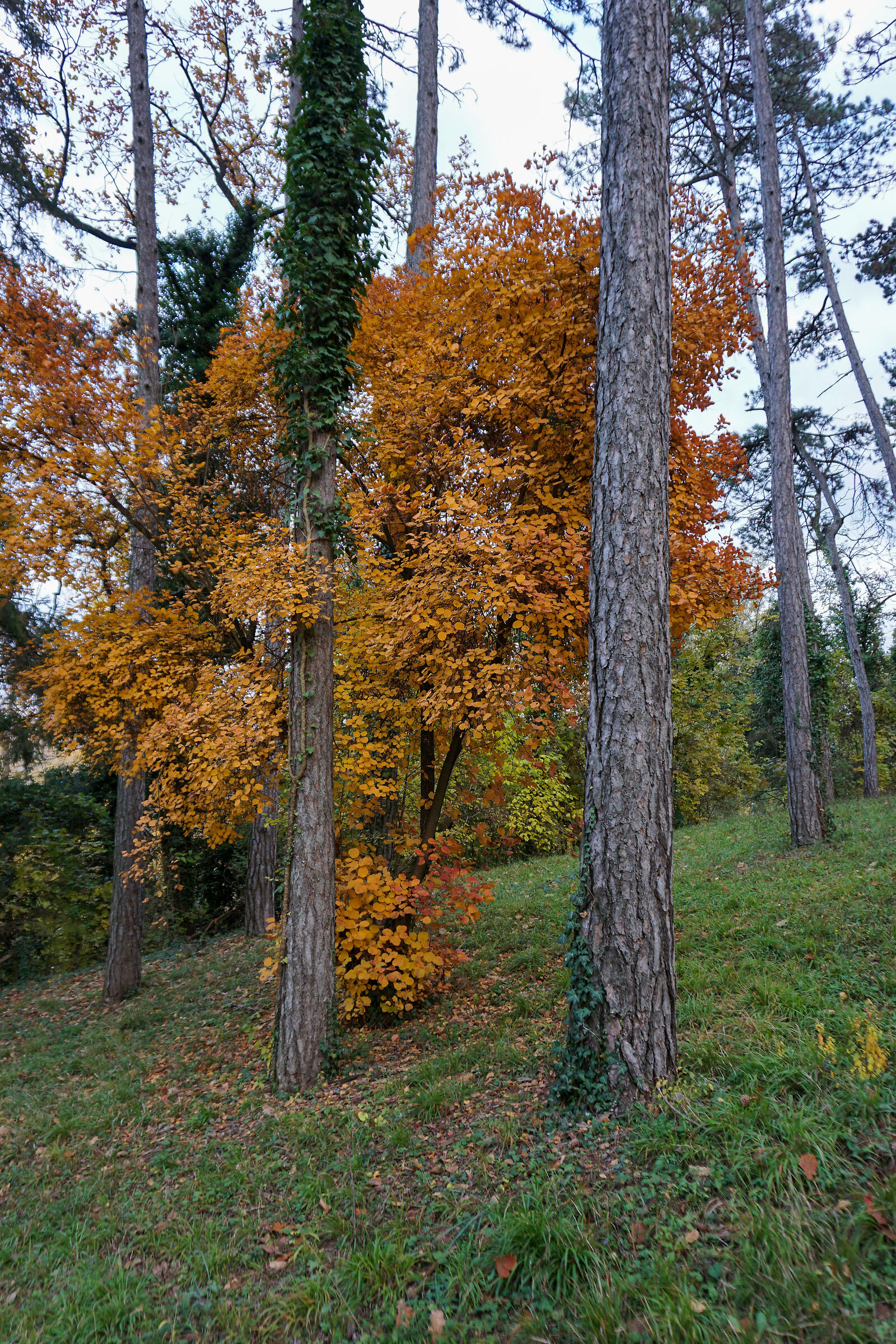 Foliage