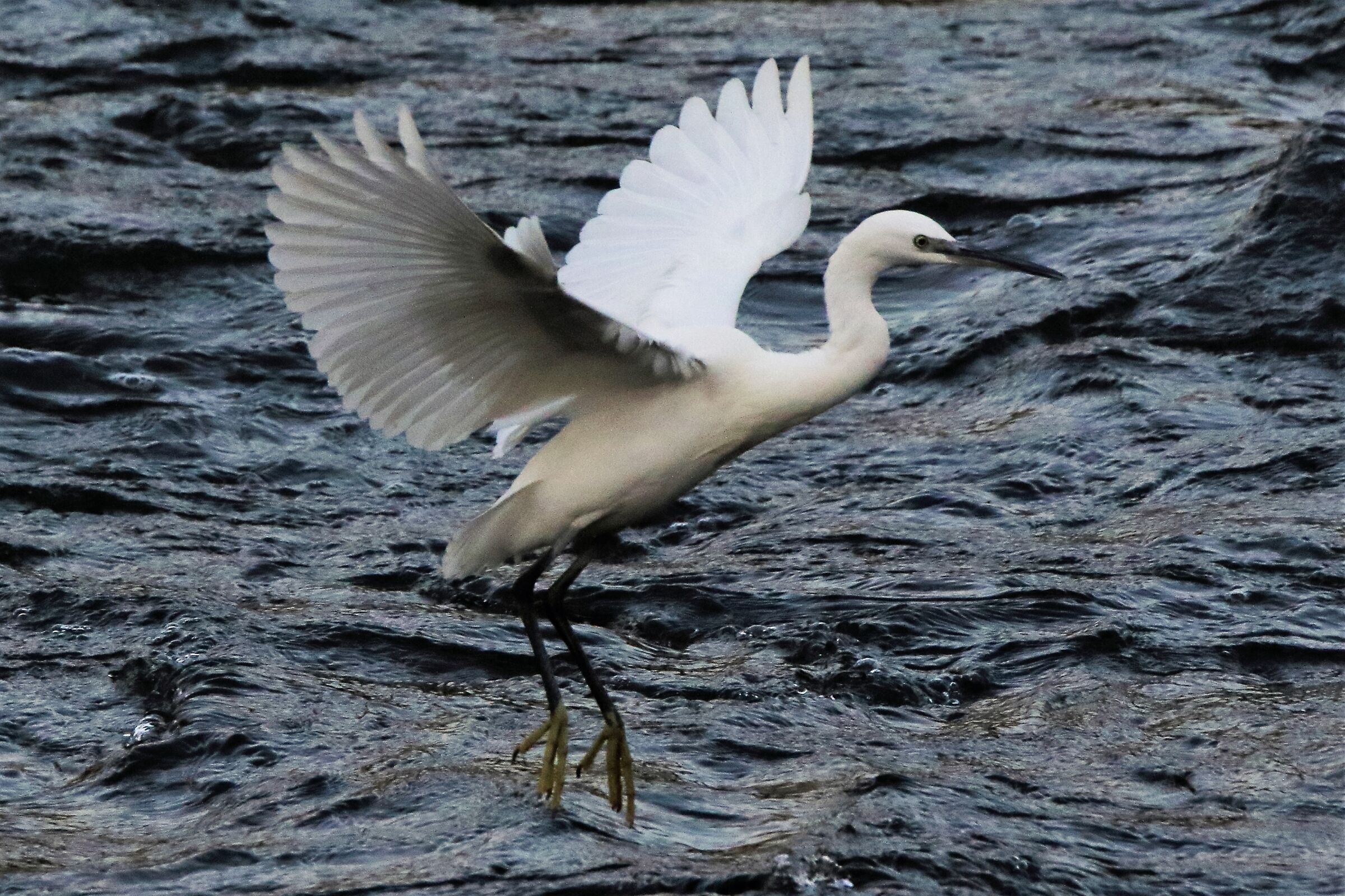 egret