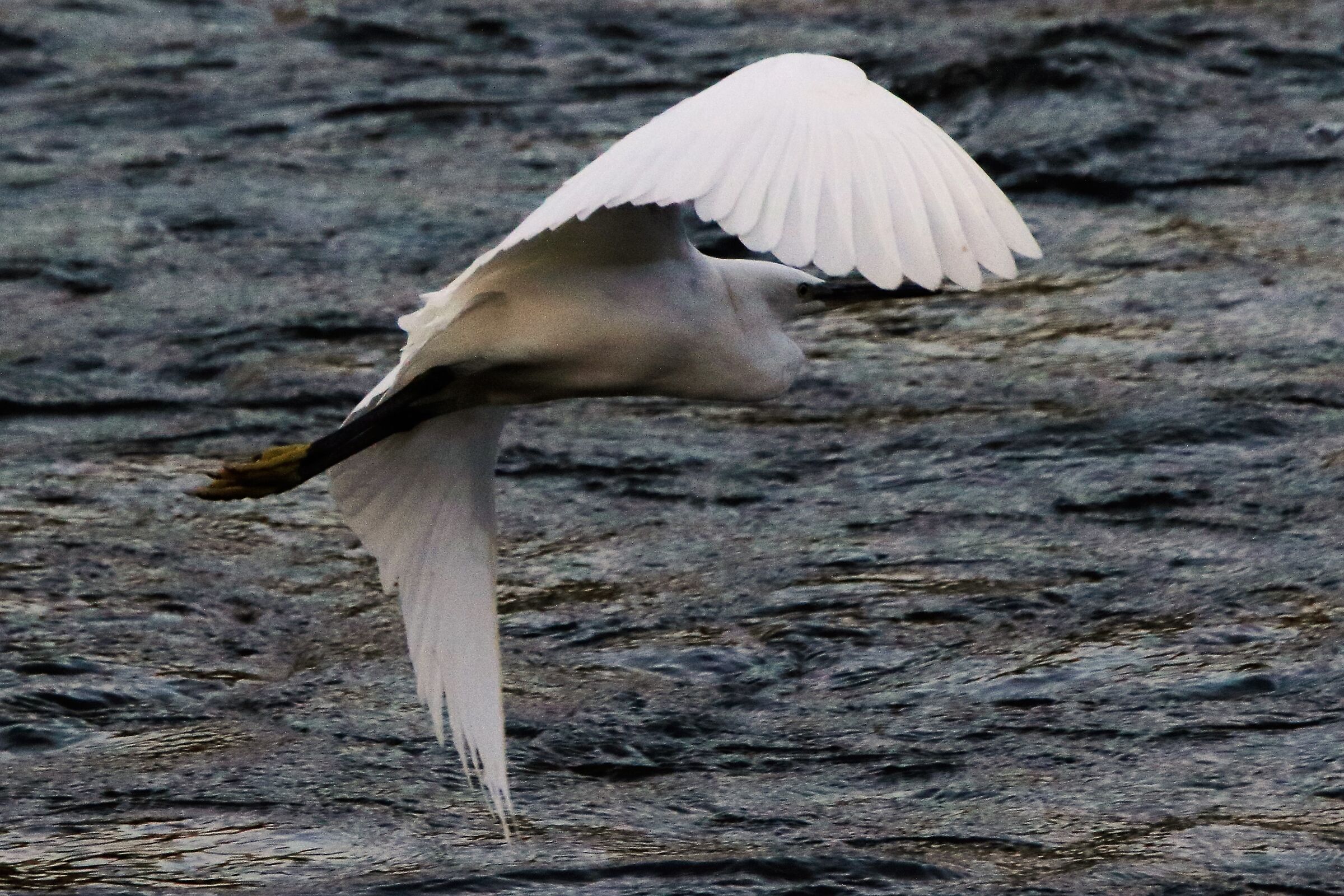 egret