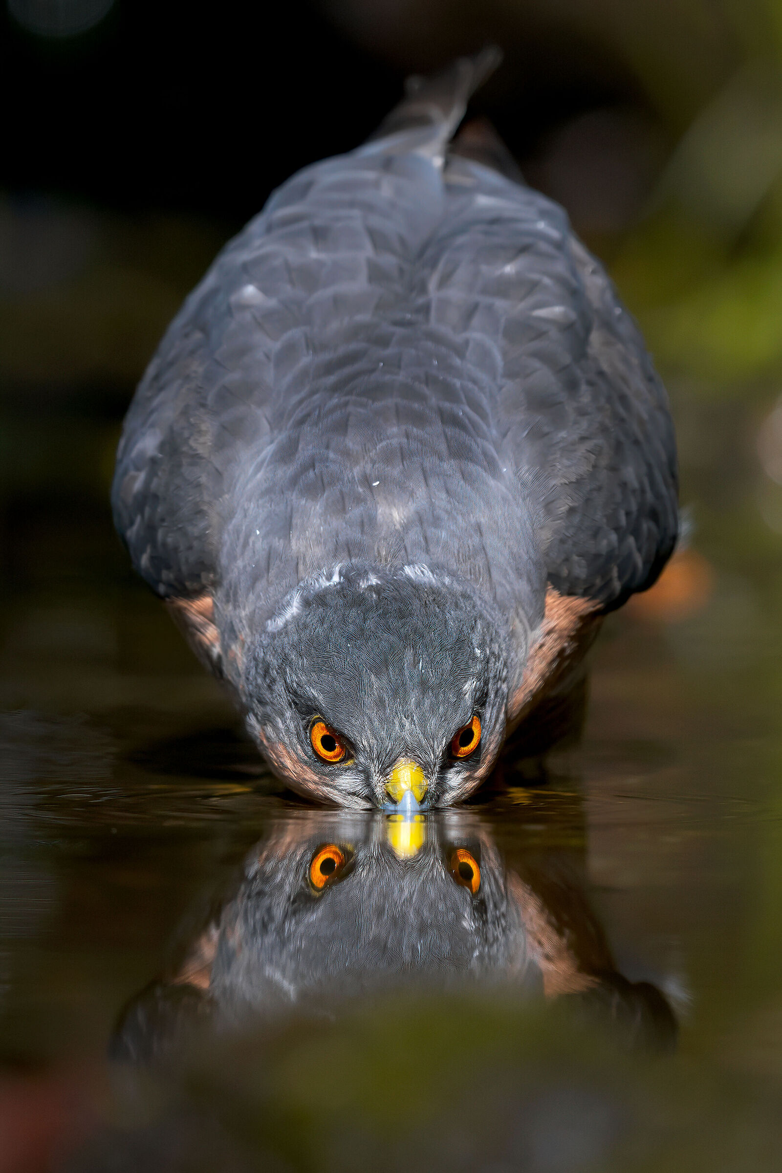 sparrowhawk
