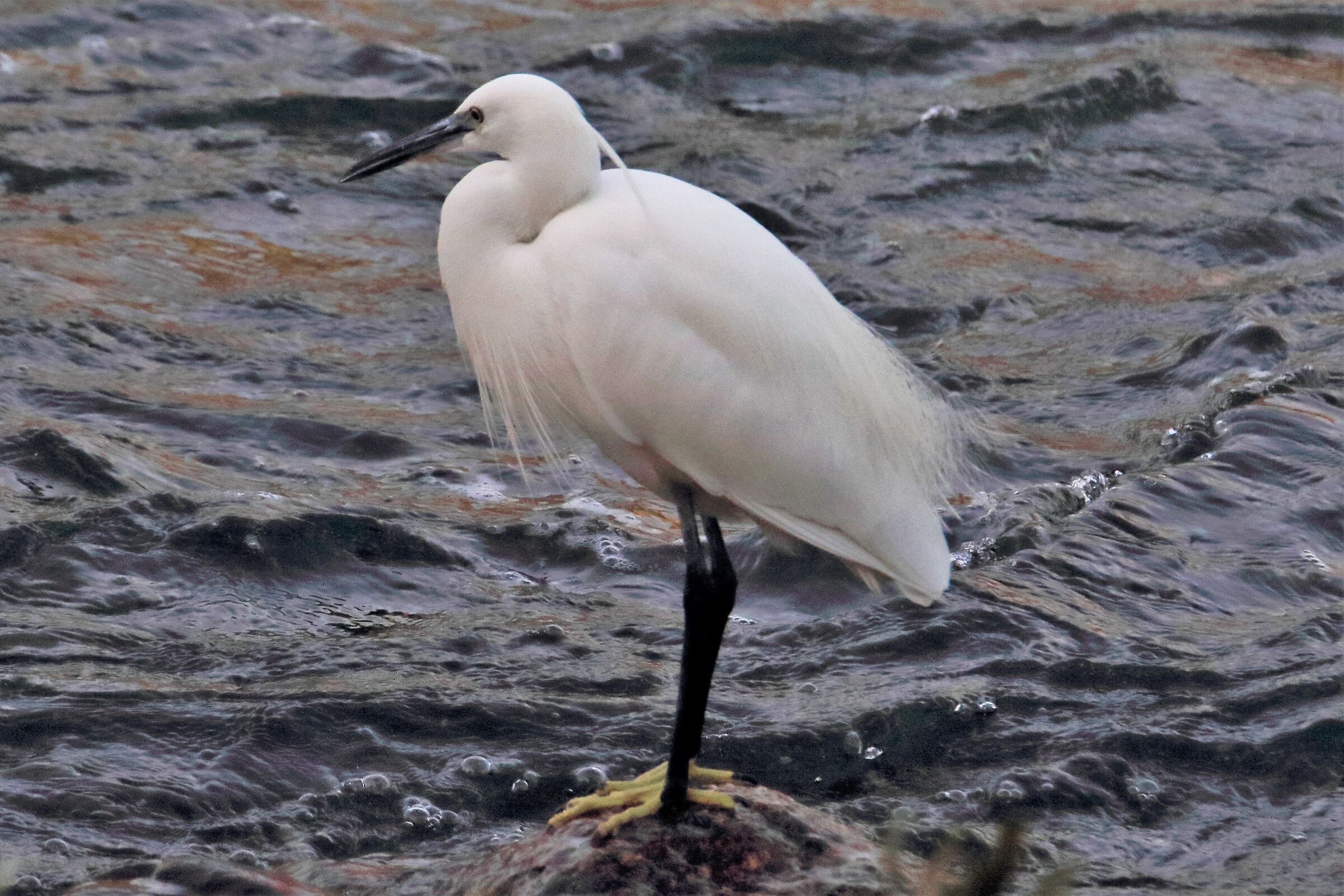 egret