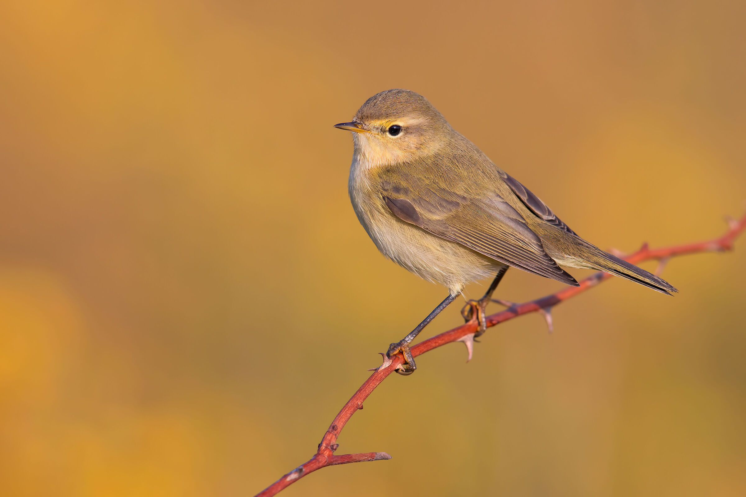Chiffchaff