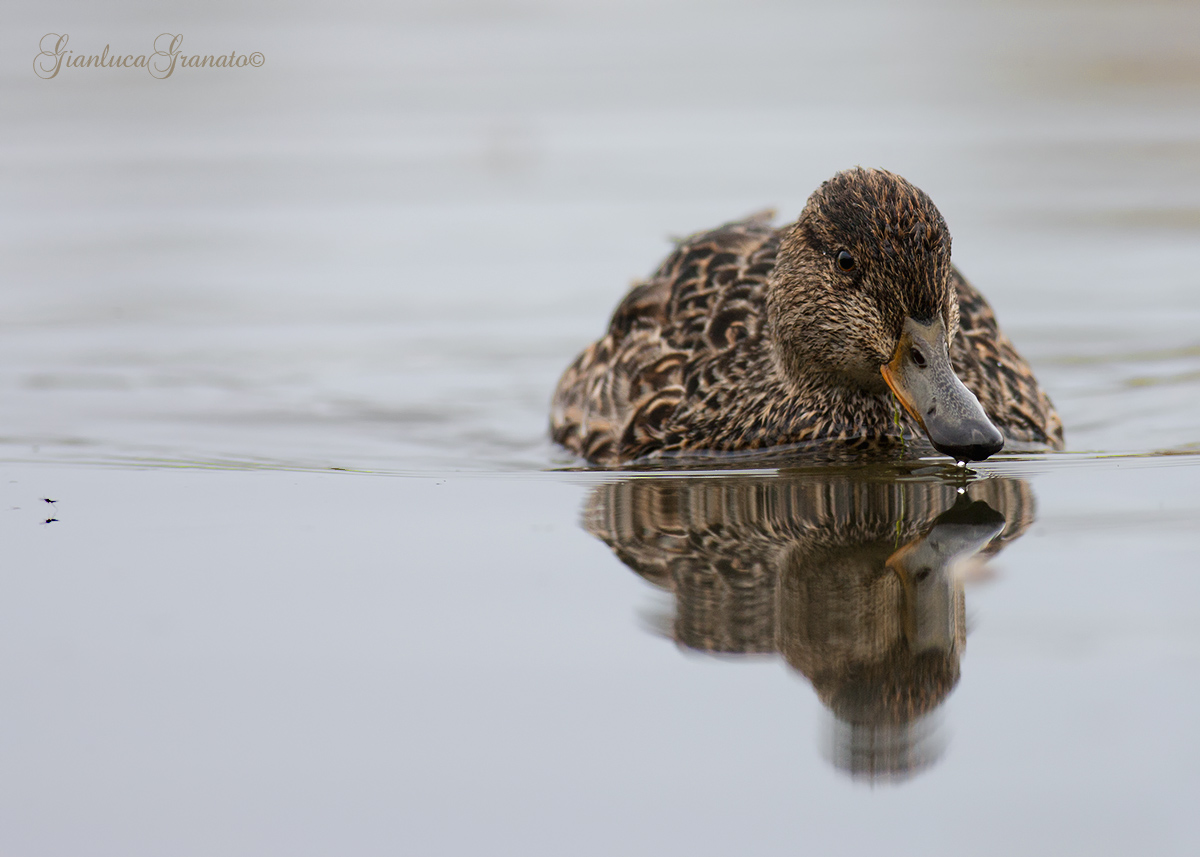 L'alzavola e la zanzara