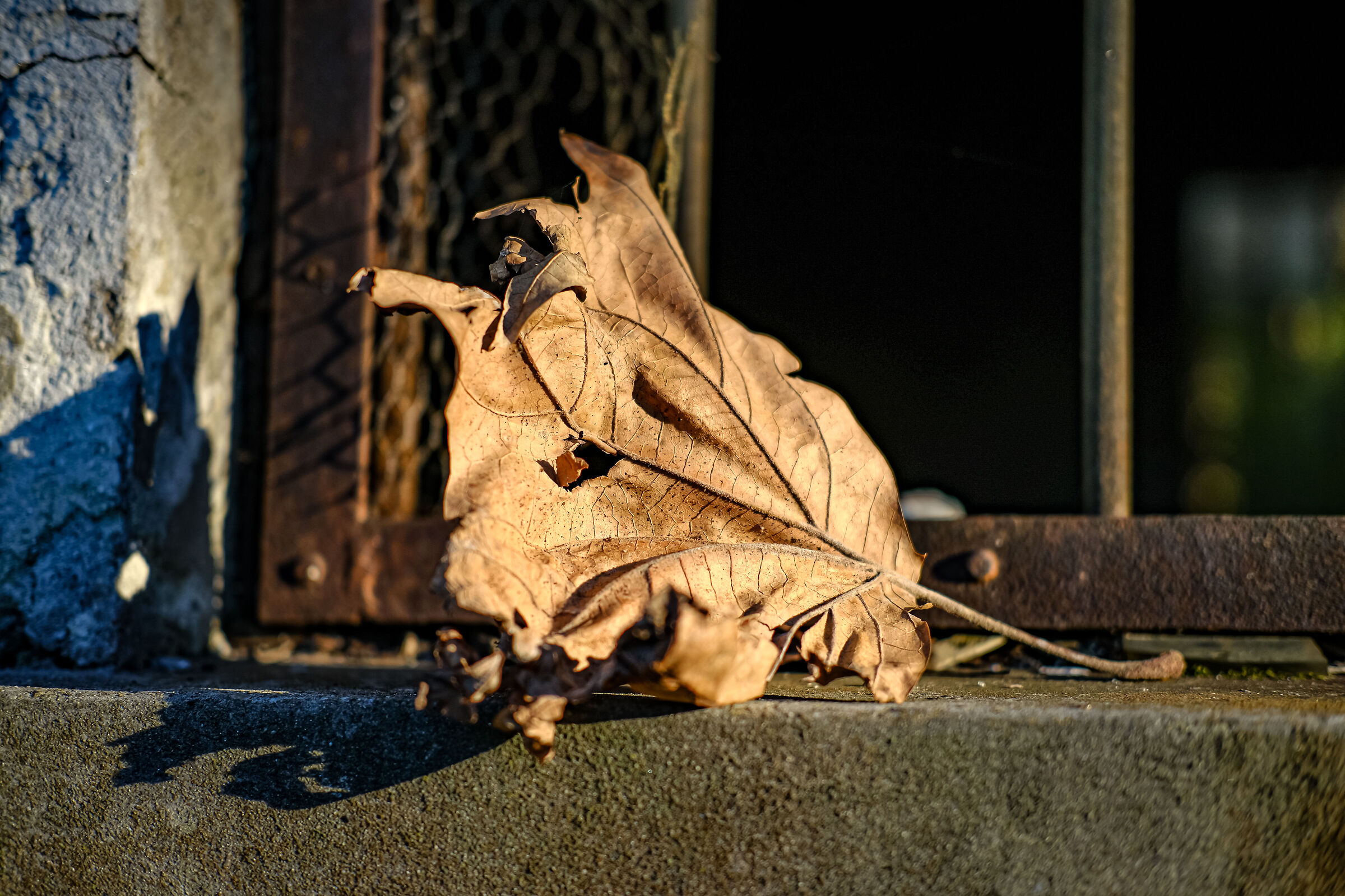 Powder keg foliage
