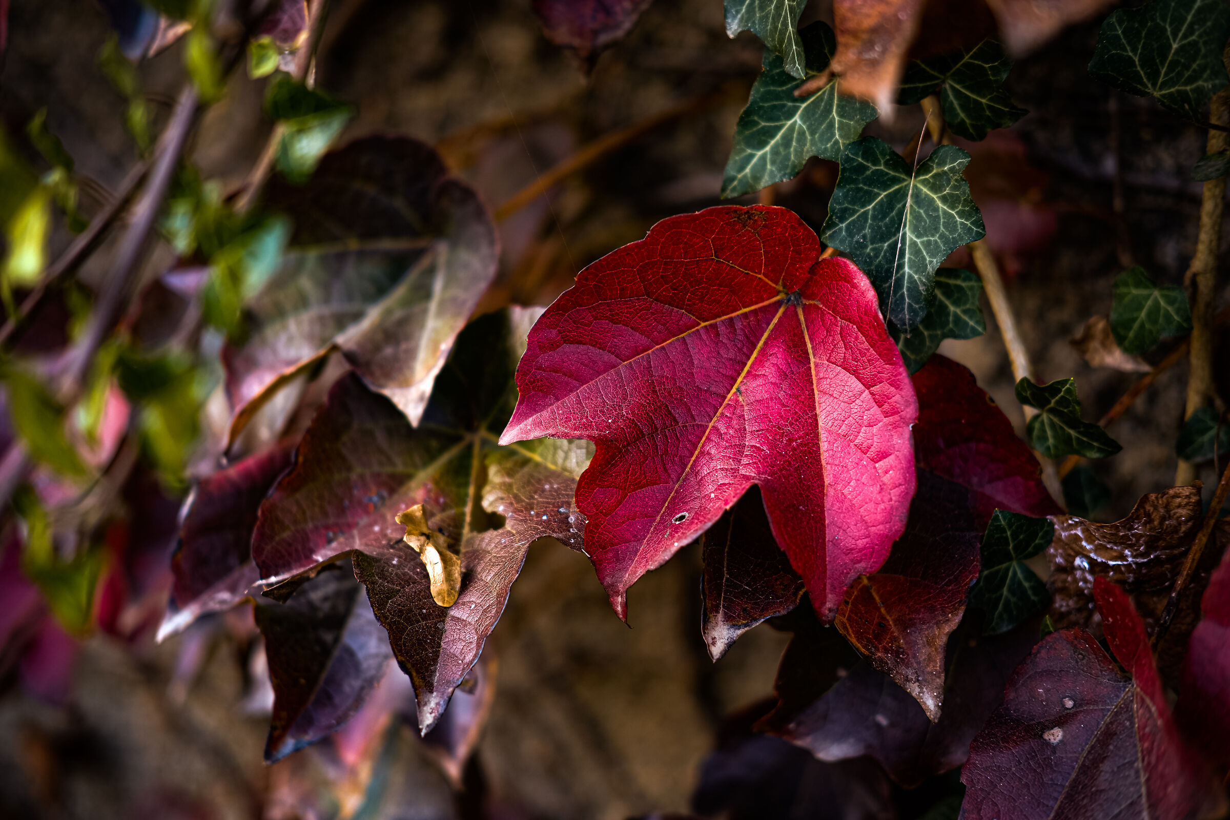 Intense autumn colors