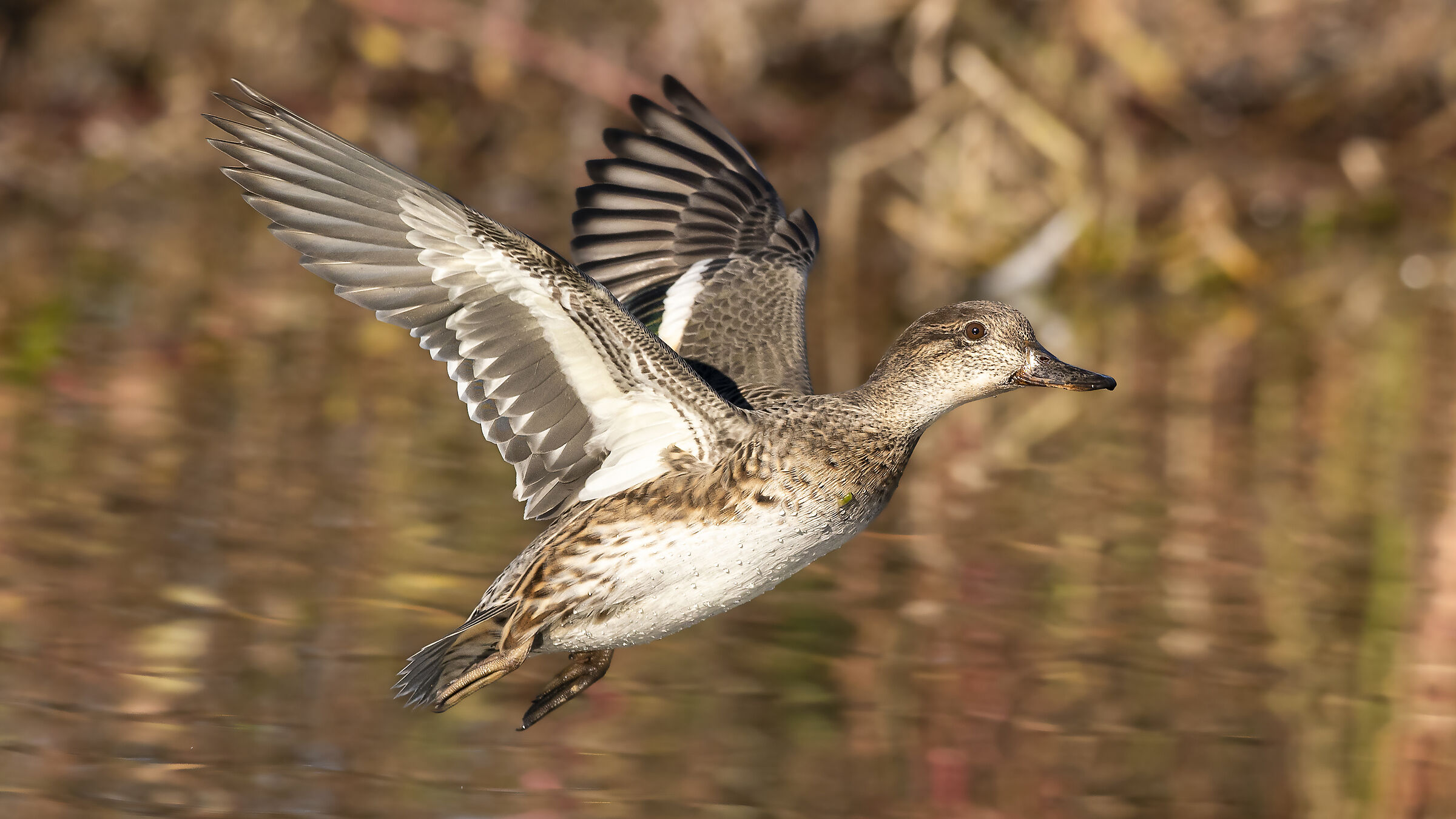 Teal, in the background the autumn ...