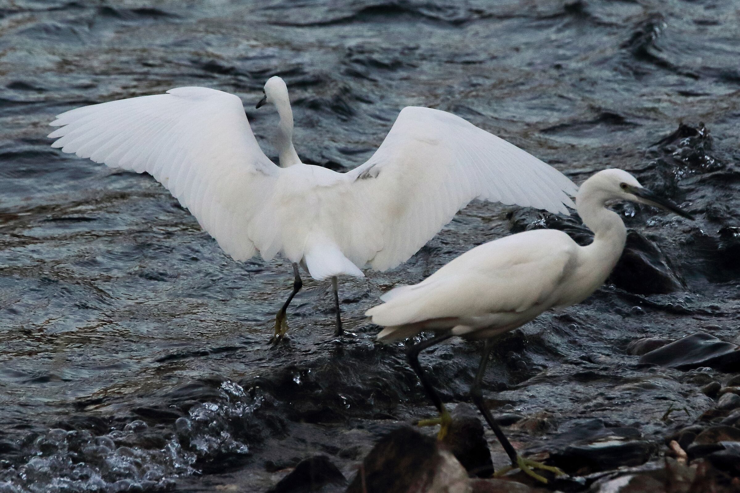 Egrets