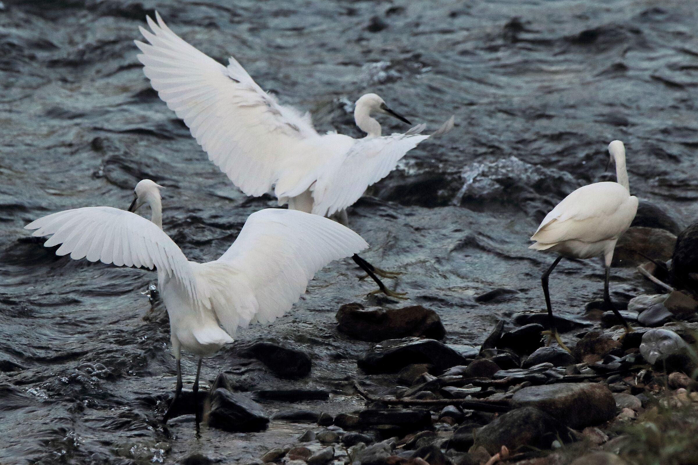 Egrets