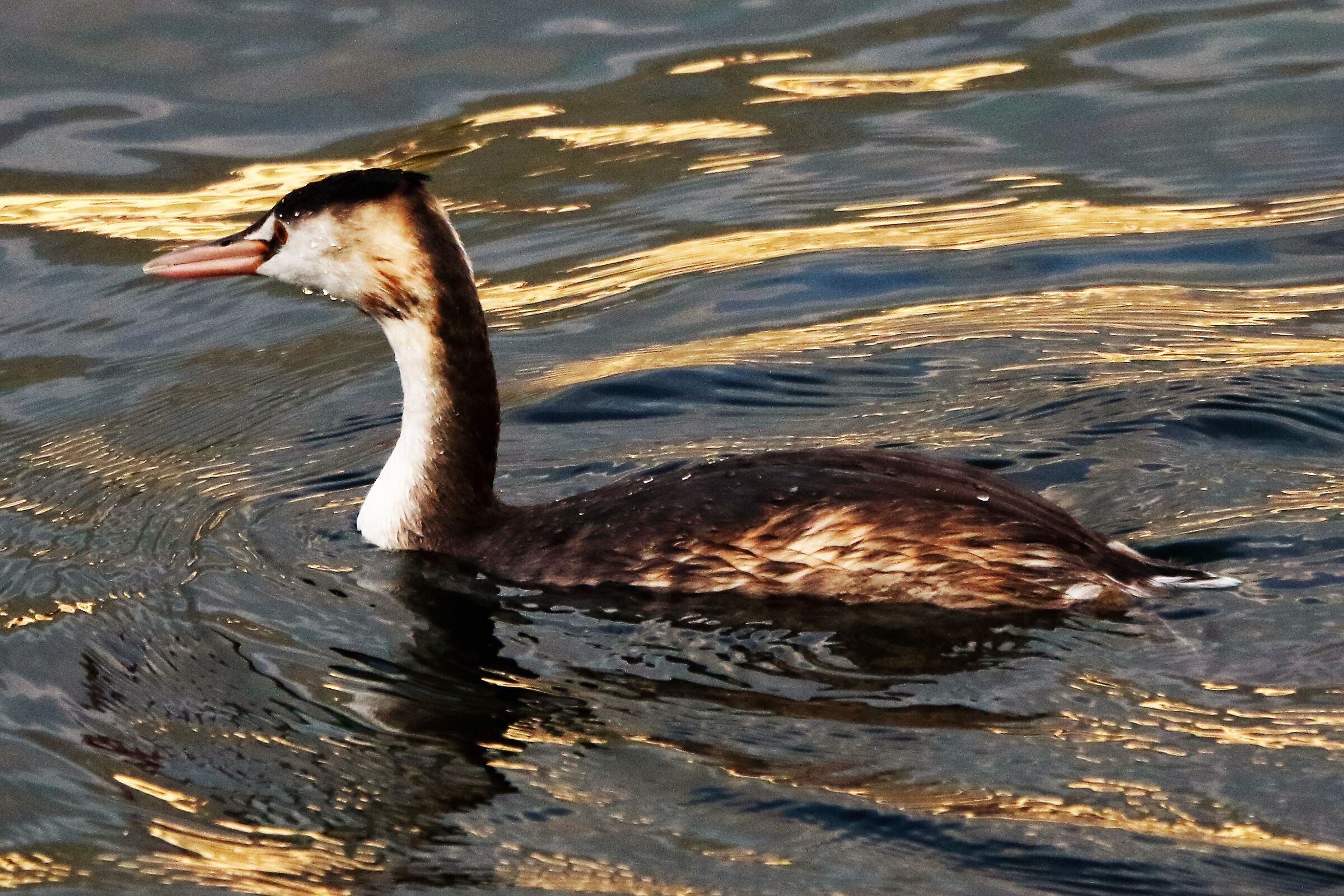 grebe