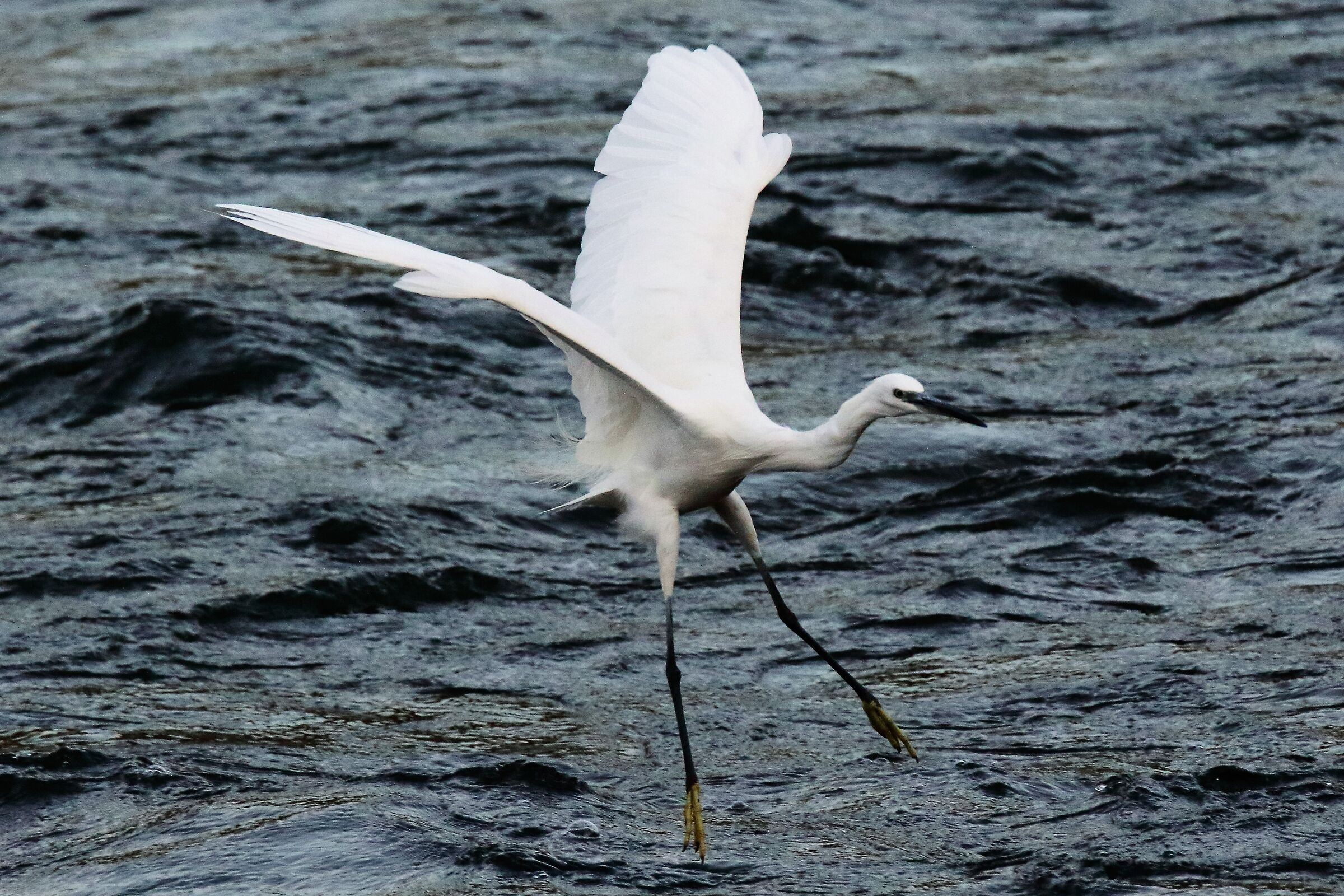 egret