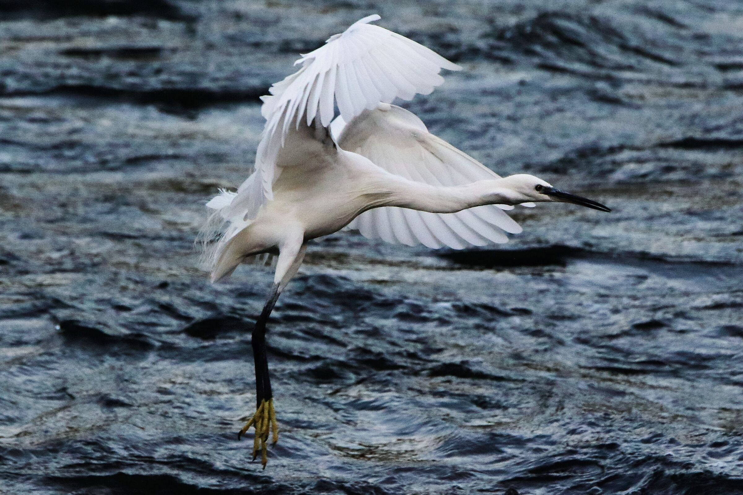 egret