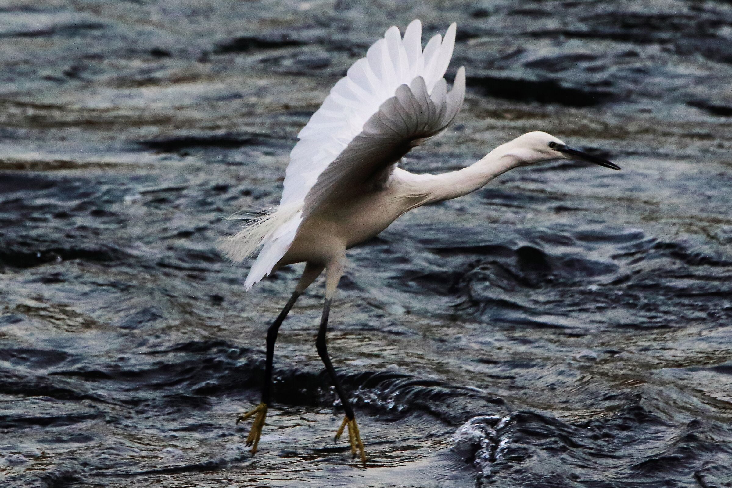egret
