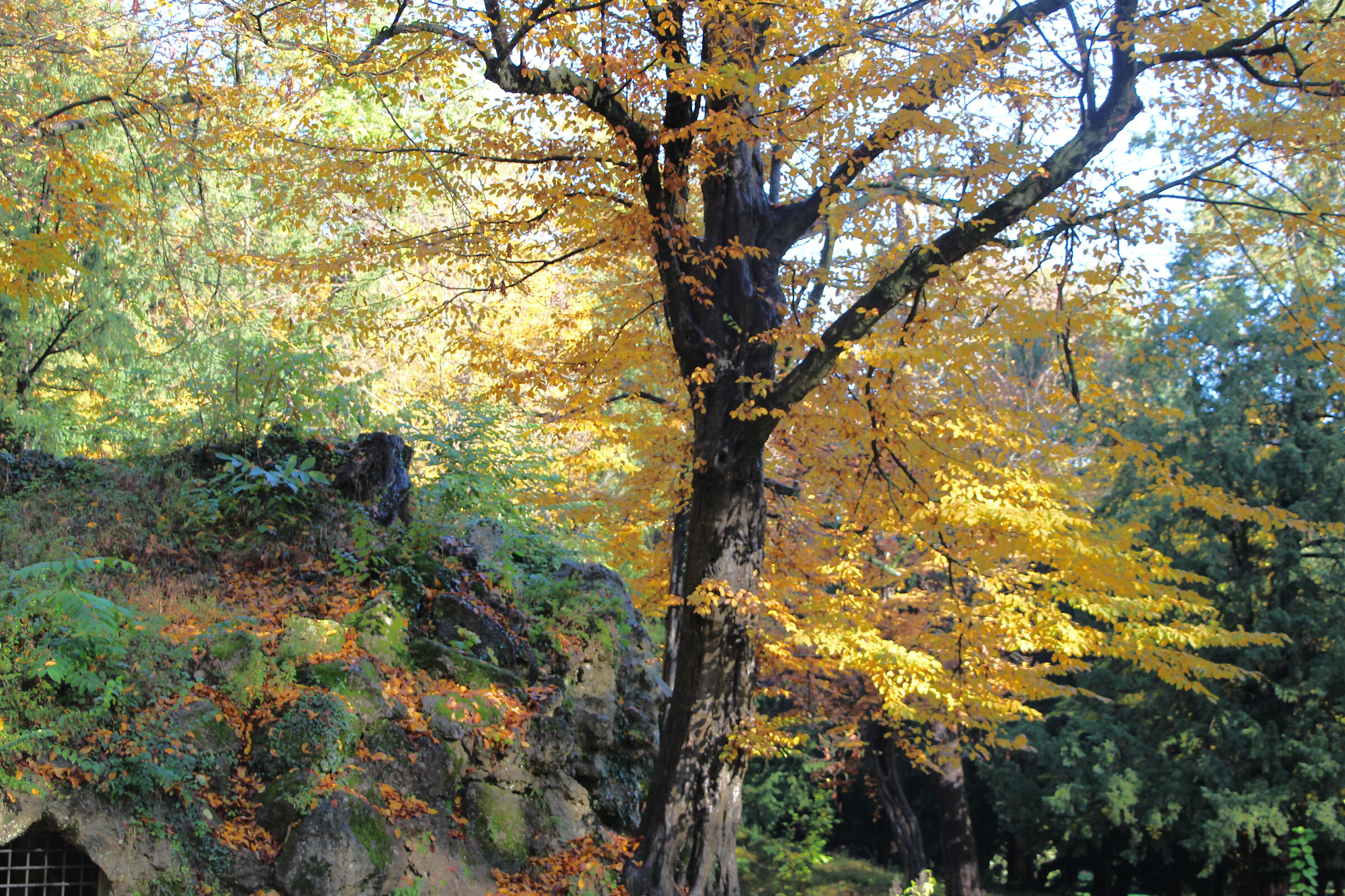 colors between the branches