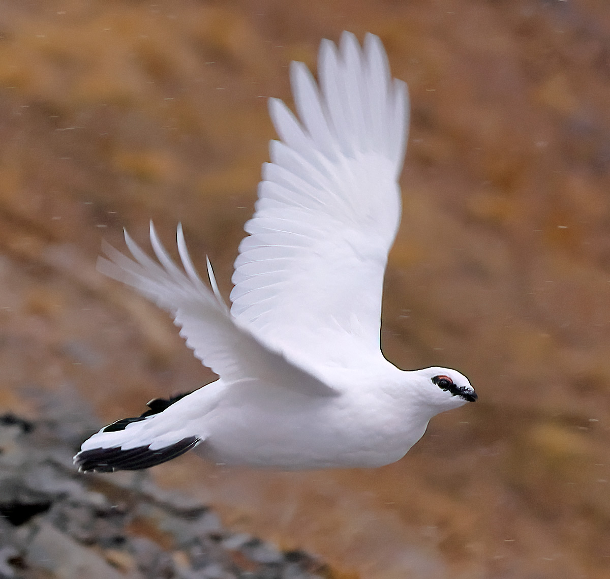 White in flight