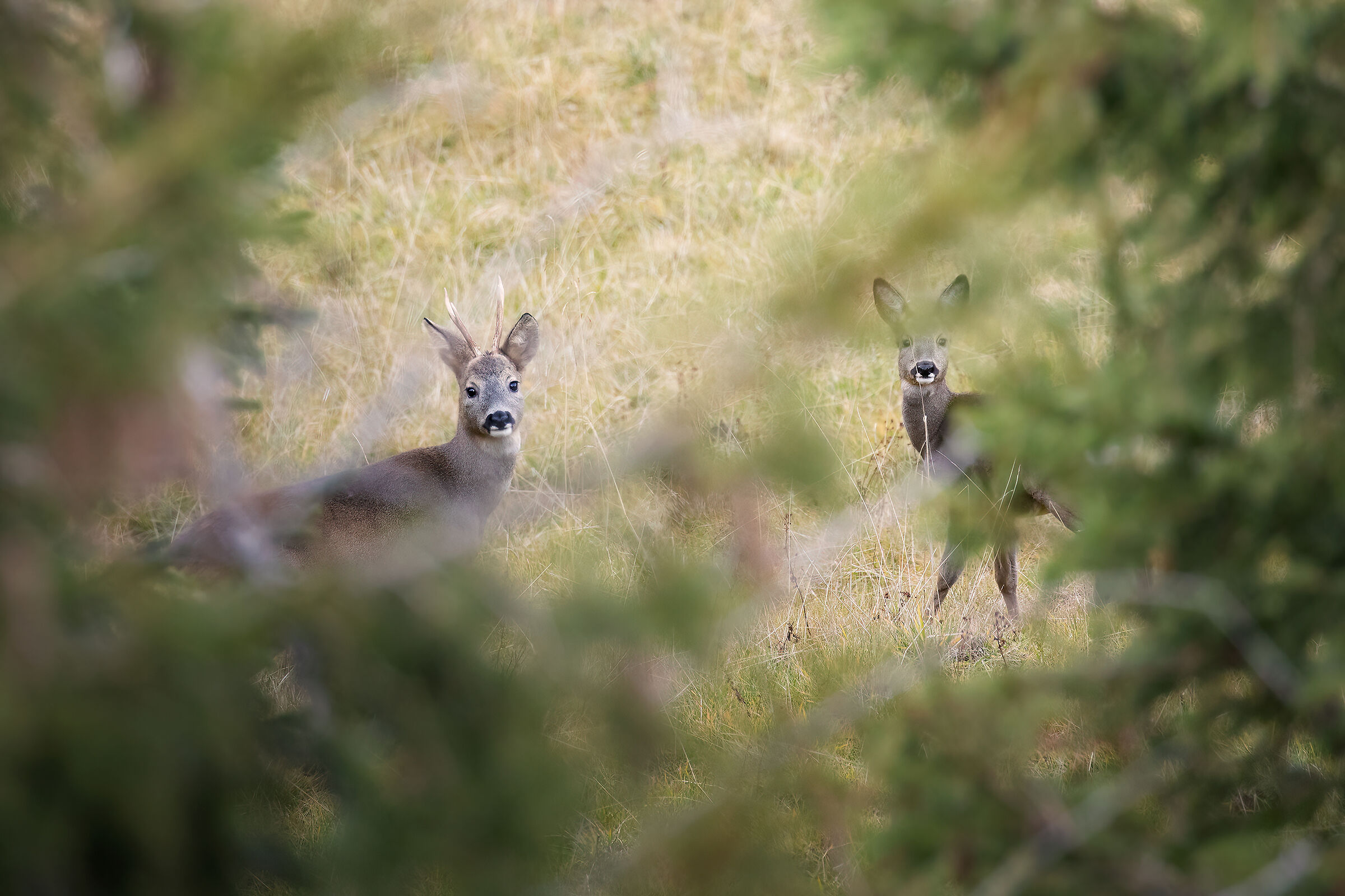 Sguardi fra le fronde