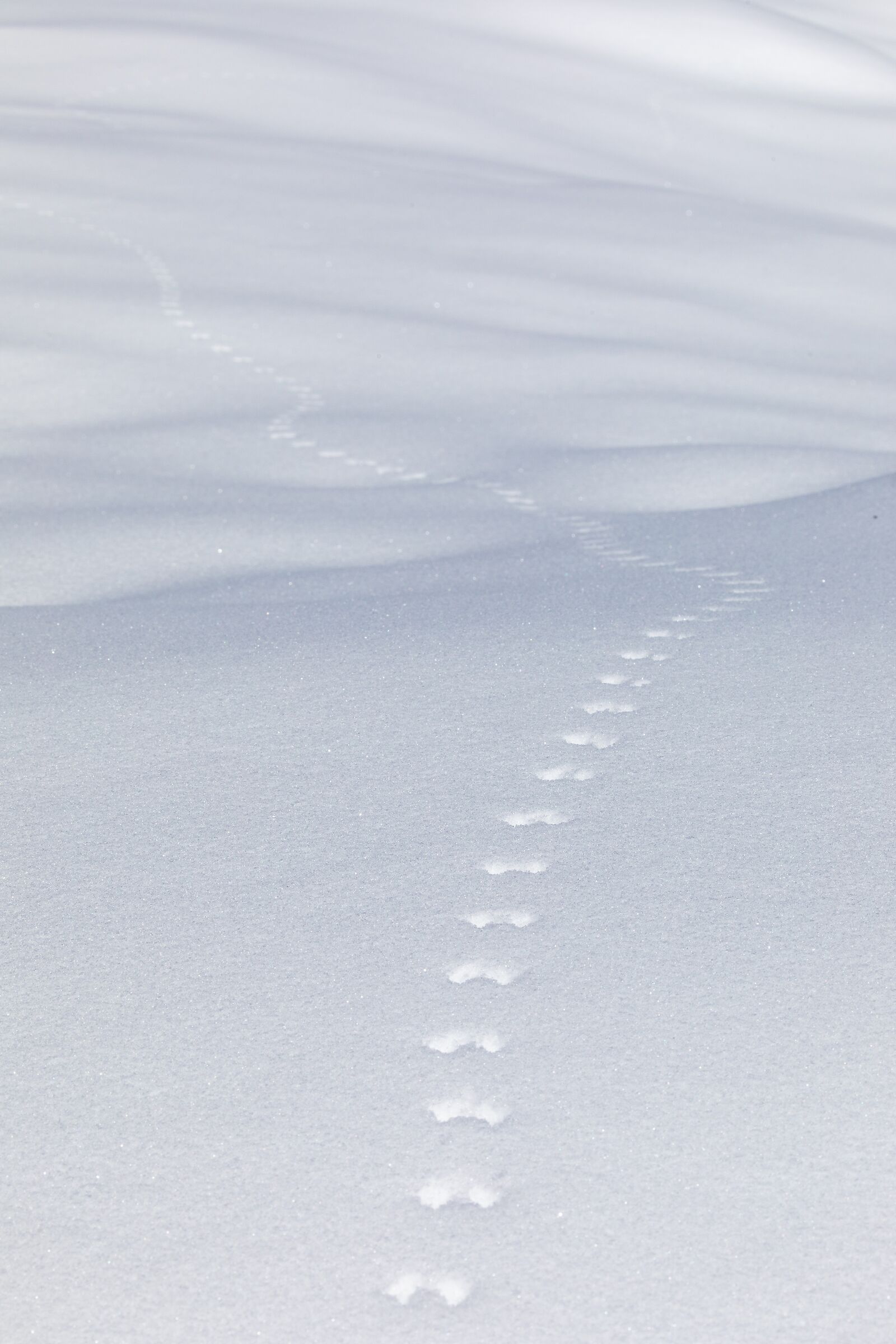 mi chiamo arvicola delle nevi