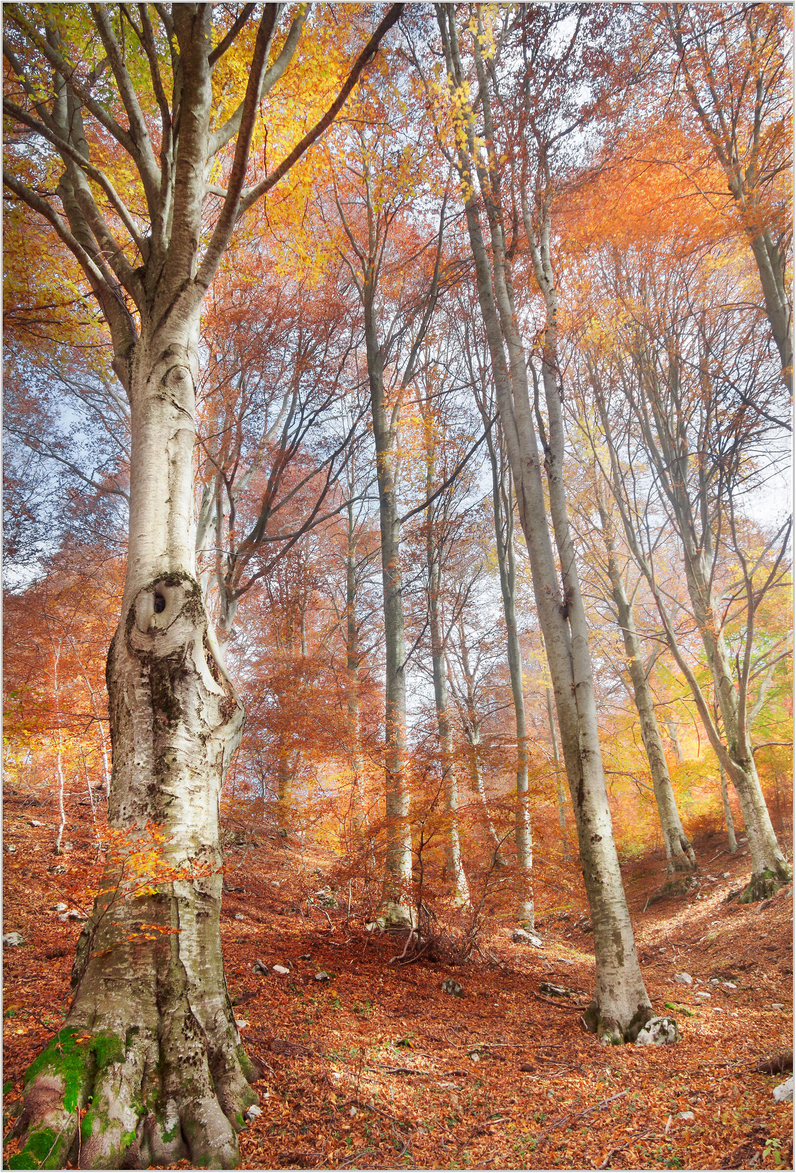 Il fascino del divenire