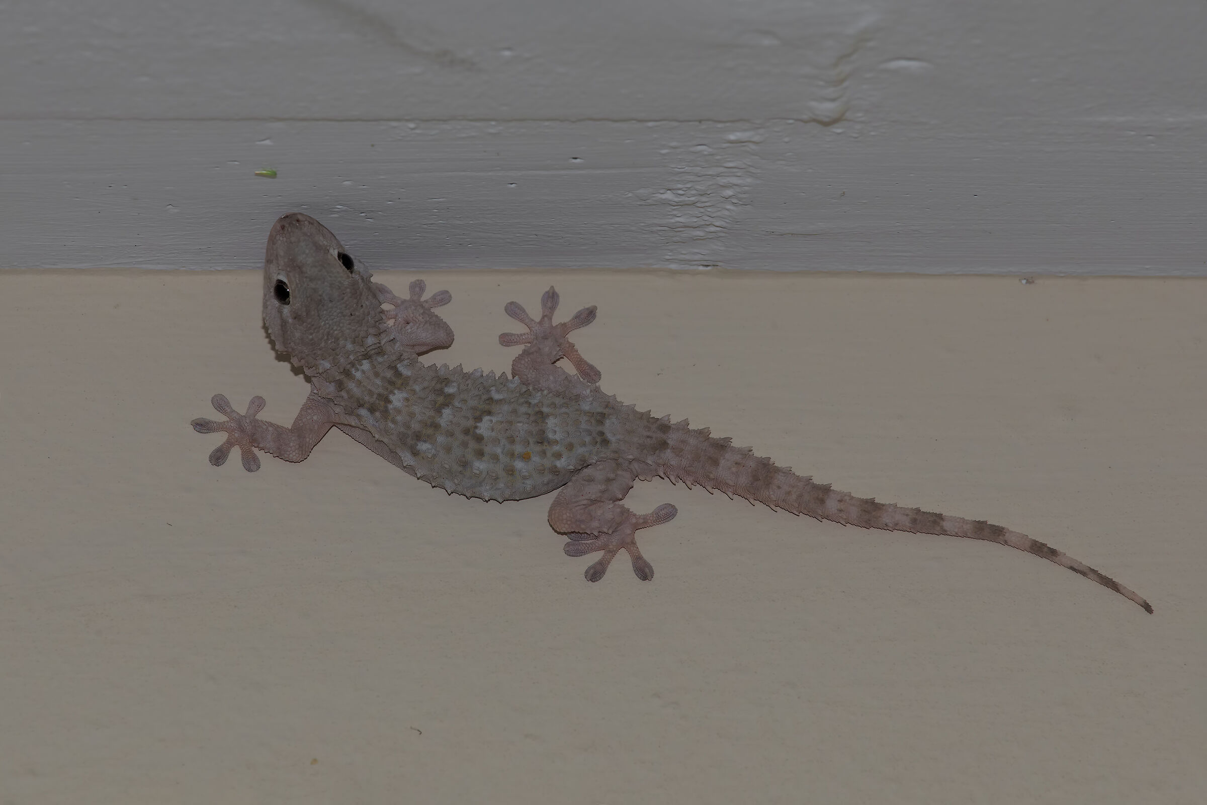 Wall tarantula