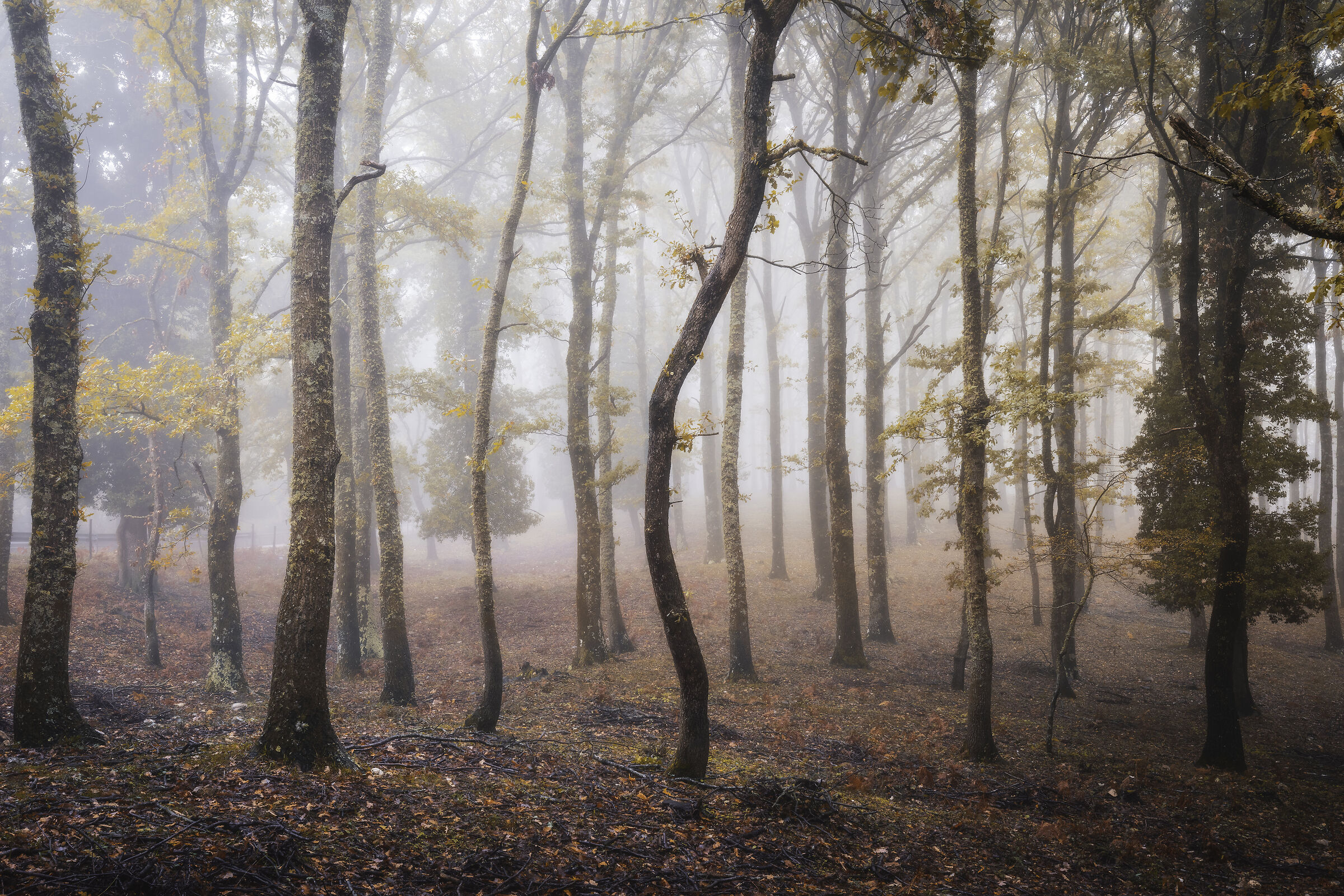 Umbra Forest
